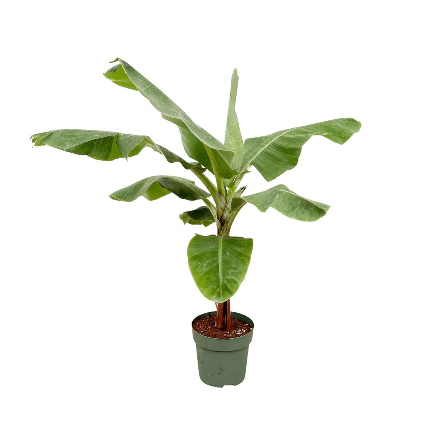 Bananenplant (Musa) - 170cm - Ø30 von Pflanzfix24.de - Pflanzfix24.de