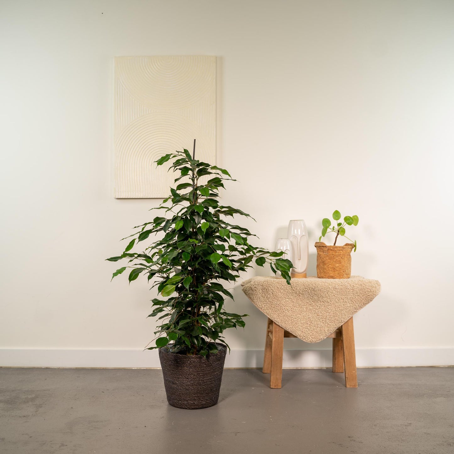 Ficus Benjamina Danielle - Ø21cm - ↕95cm + Korb Igmar - Pflanzfix24