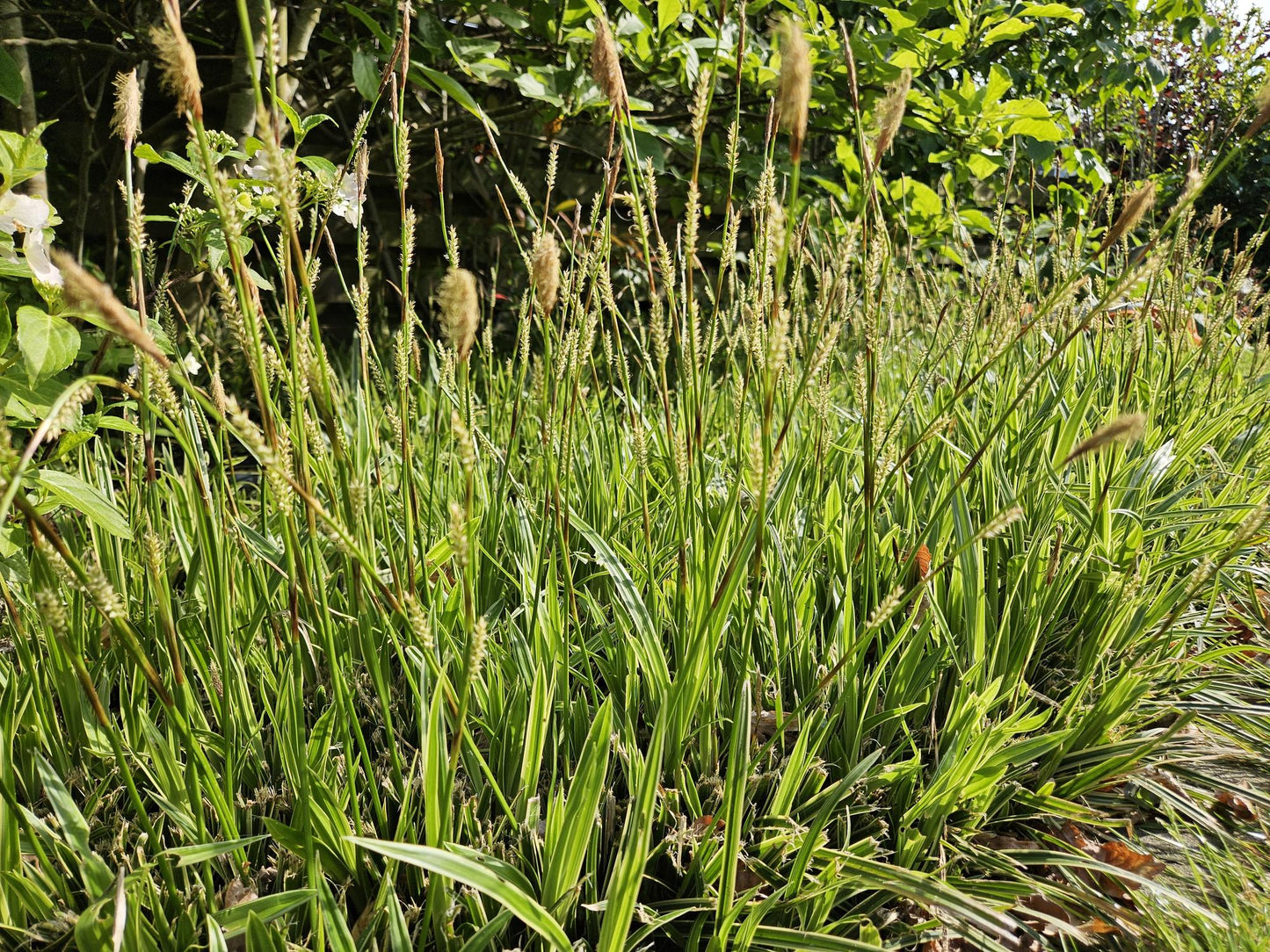 24x Carex morrowii 'Aureovariegata' - Pflanzfix24