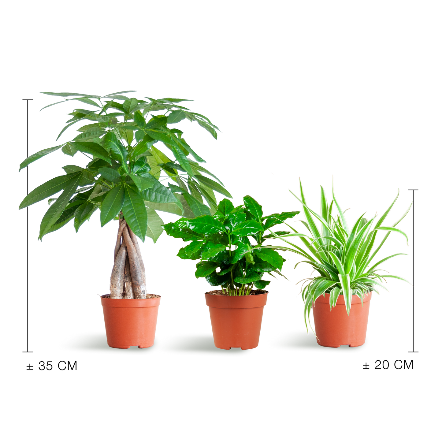 Tierfreundliche Plant Box klein ohne Dekotopf Ø12 | Pflanzfix24.de - Pflanzfix24.de