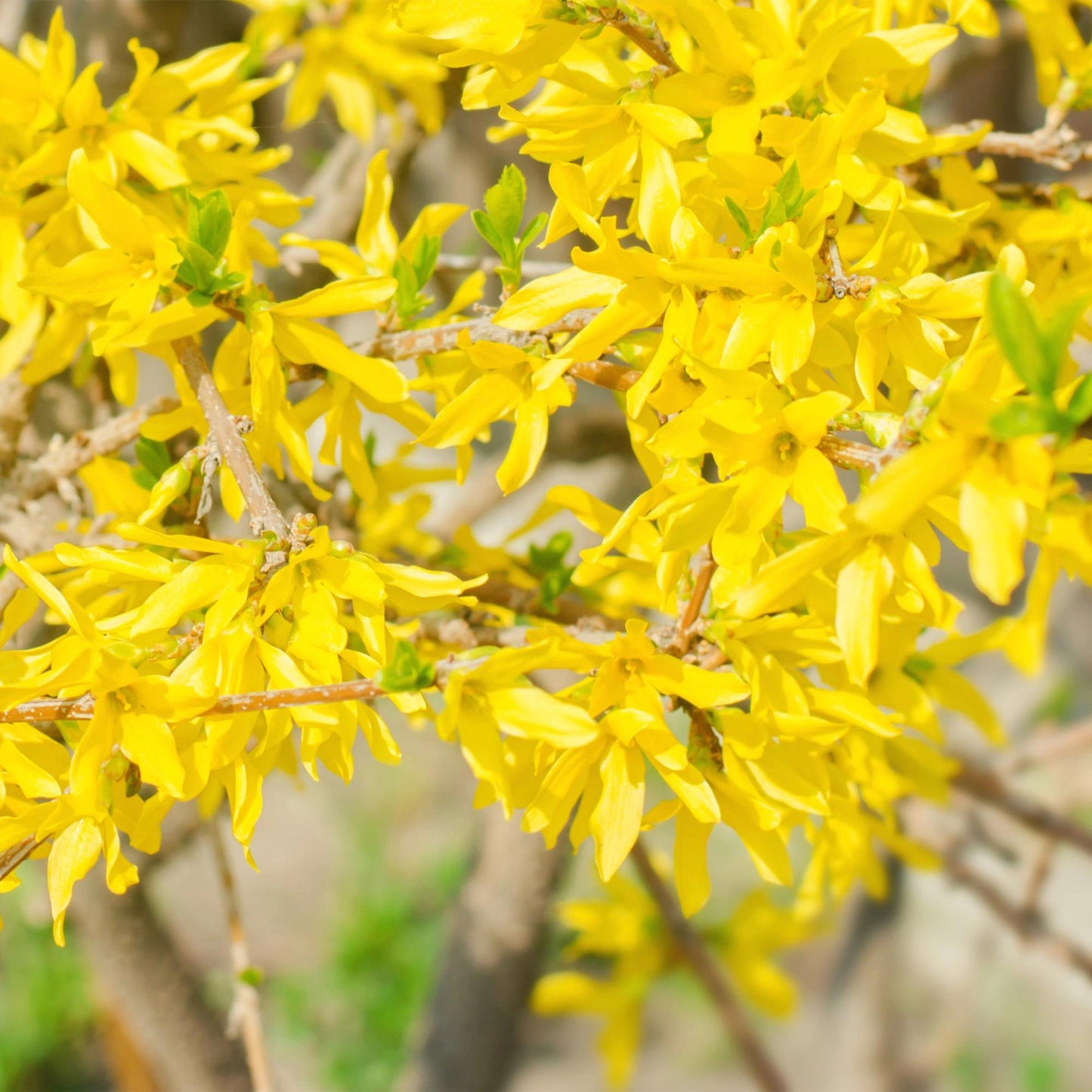 Pflanzfix24 - Forsythia intermedia Goldrauch - Blüte Gelb - 1 Pflanze - Topf 17cm