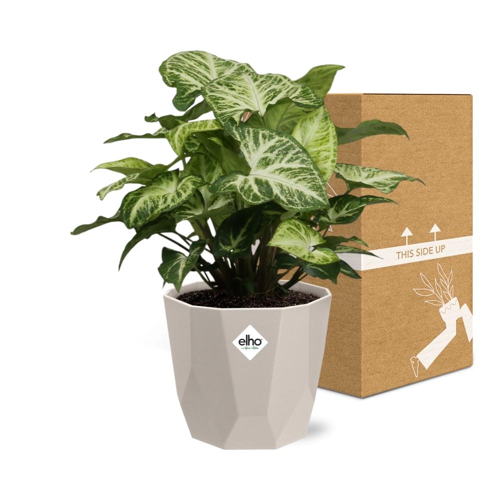 Syngonium Arrow in ELHO b.for rock 14 cm warm grey - Pflanzfix24