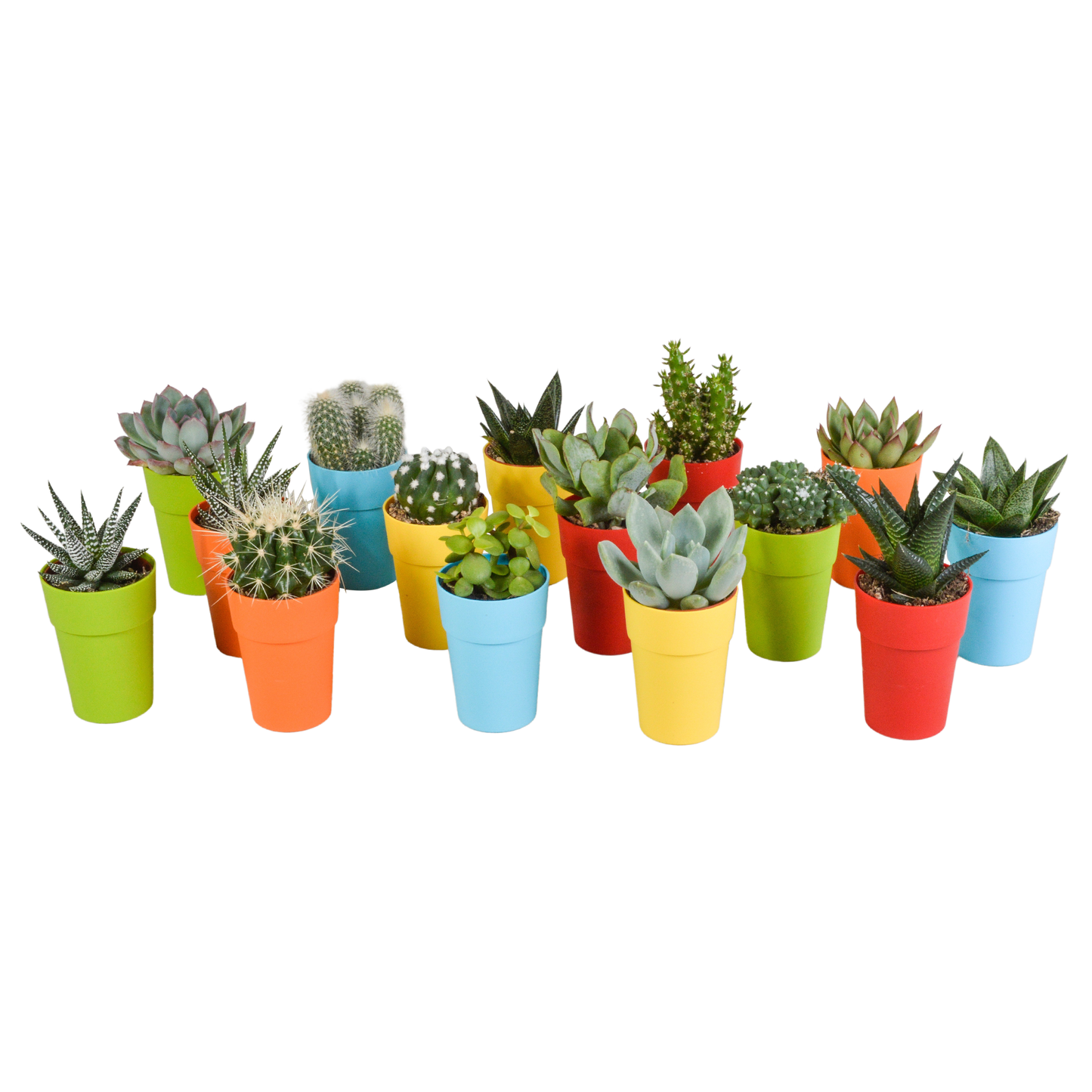 Cactus en vetplanten Mischung 5,5 cm | 15 stück - in gekleurde plasticpot - Pflanzfix24.de - Pflanzfix24.de