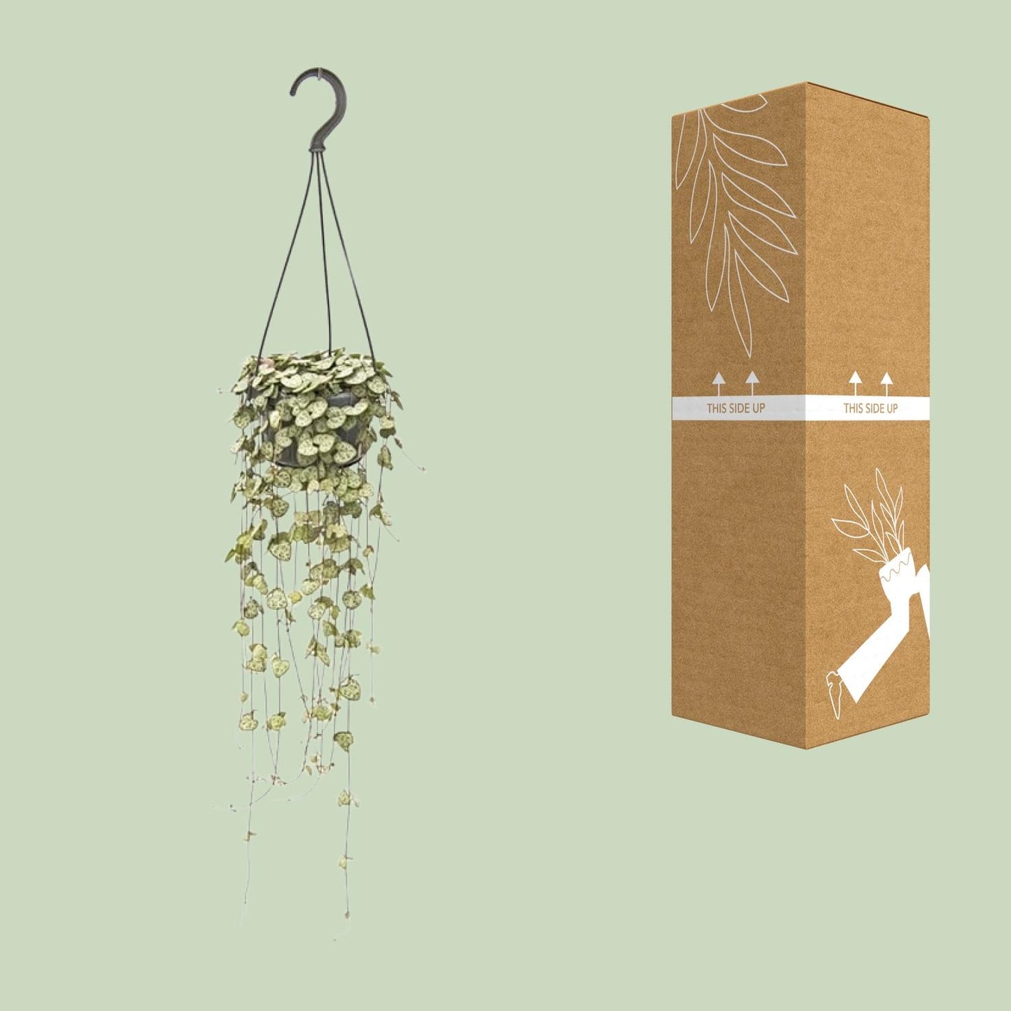 Ceropegia Woodii Hang - Ø14cm - ↕50cm - Pflanzfix24.de - Pflanzfix24.de