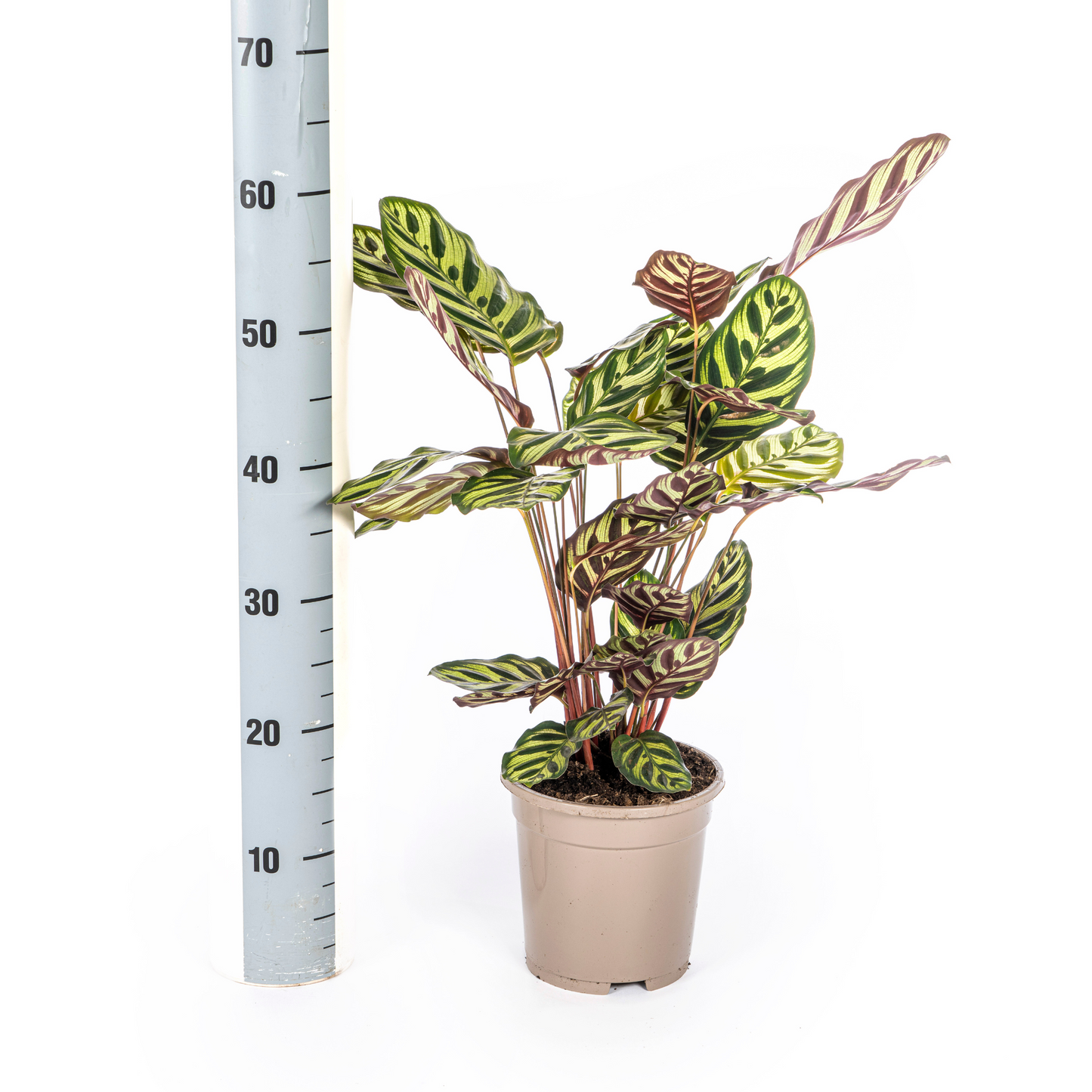 Calathea Makoyana Ø17cm - Pflanzfix24