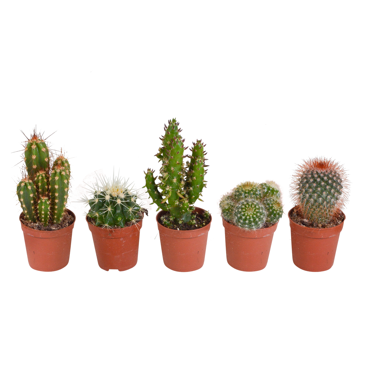 Kakteenmischung 5,5 cm - 5x - zonder pot - Pflanzfix24.de - Pflanzfix24.de