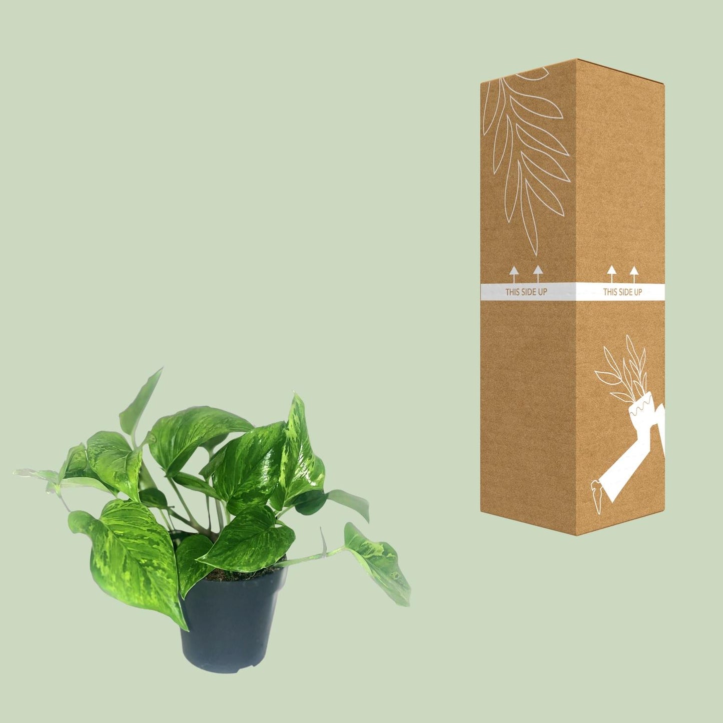 Scindapsus Trebie Ø12 cm – Zimmerpflanze | Pflanzfix24
