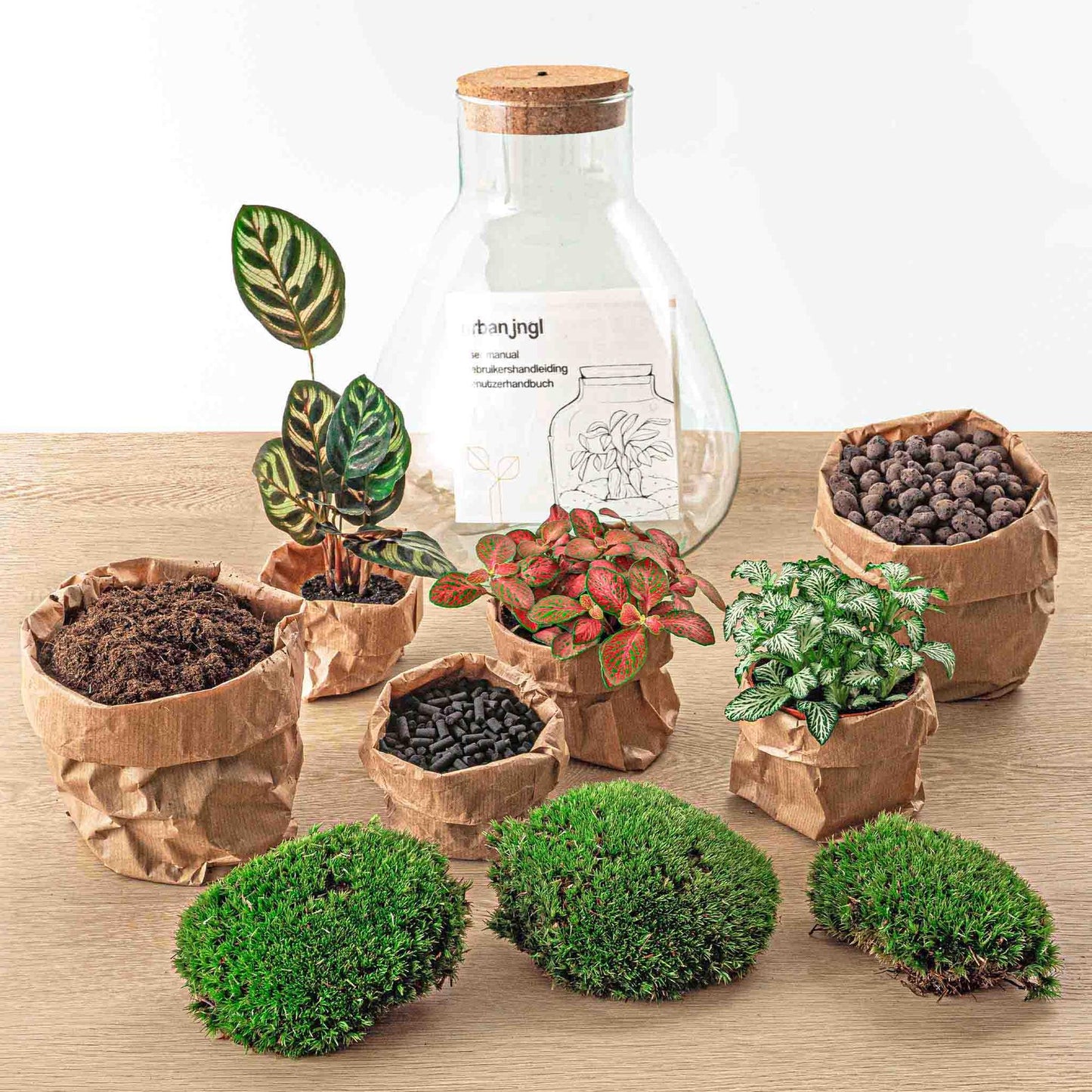 Flaschengarten - Sam Calathea mit Lampe - Pflanzfix24.de - Pflanzfix24.de