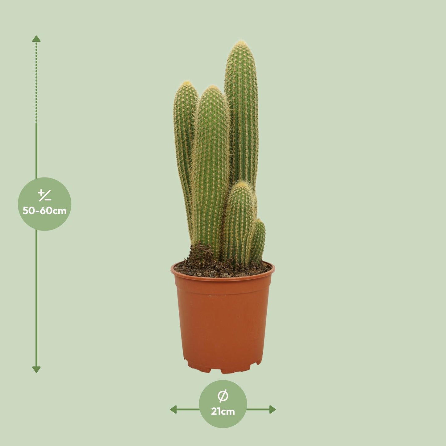 Vatricania Guentheri Ø21cm, 55cm hoch – Pflanzfix24.de - Pflanzfix24.de