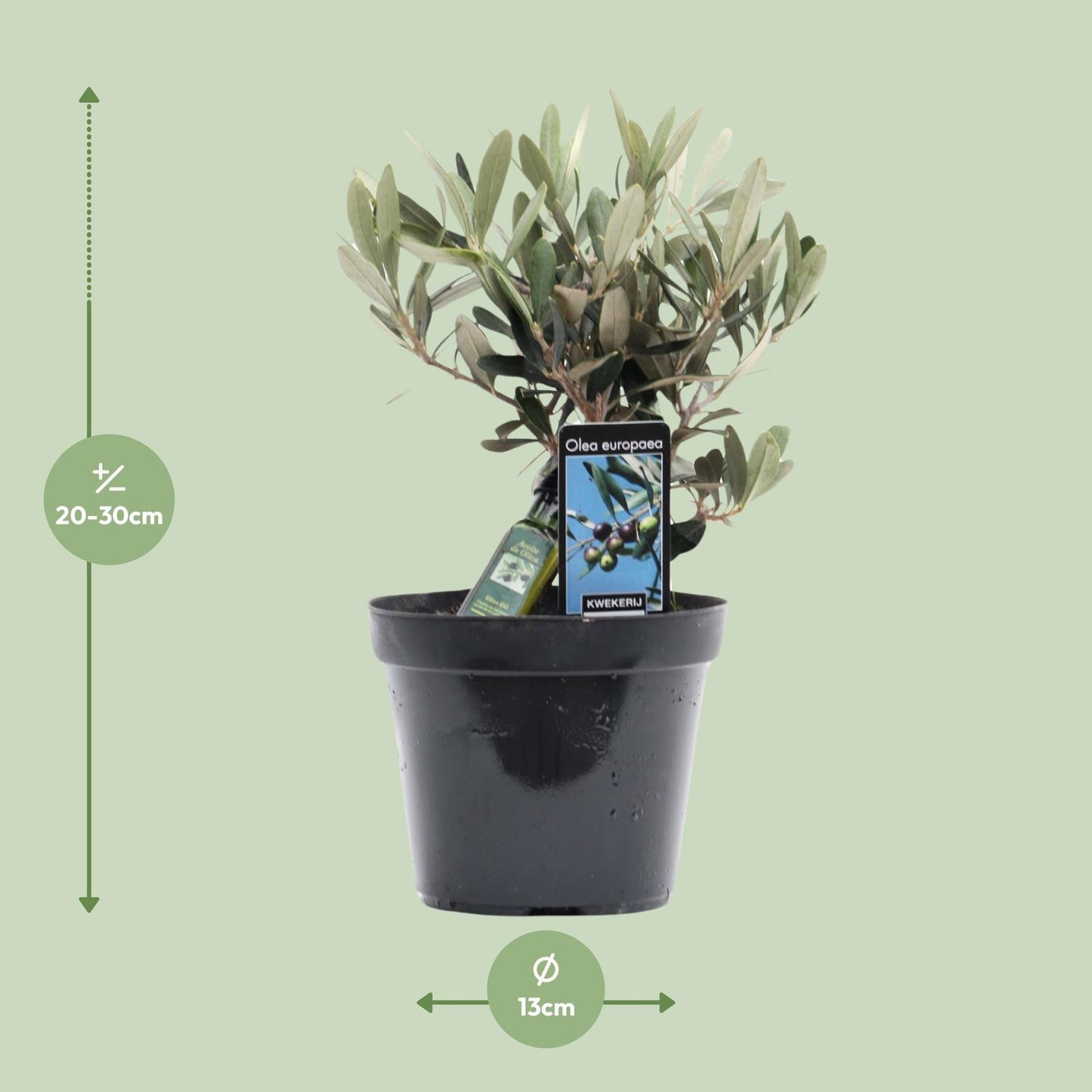 Olivenbaum Olea Olijf Ø13cm – 25cm hoch | Pflanzfix24.de - Pflanzfix24.de