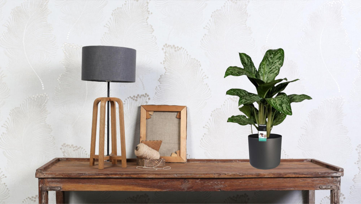 Aglaonema Greenlight (Decorum) - pflanzfix24