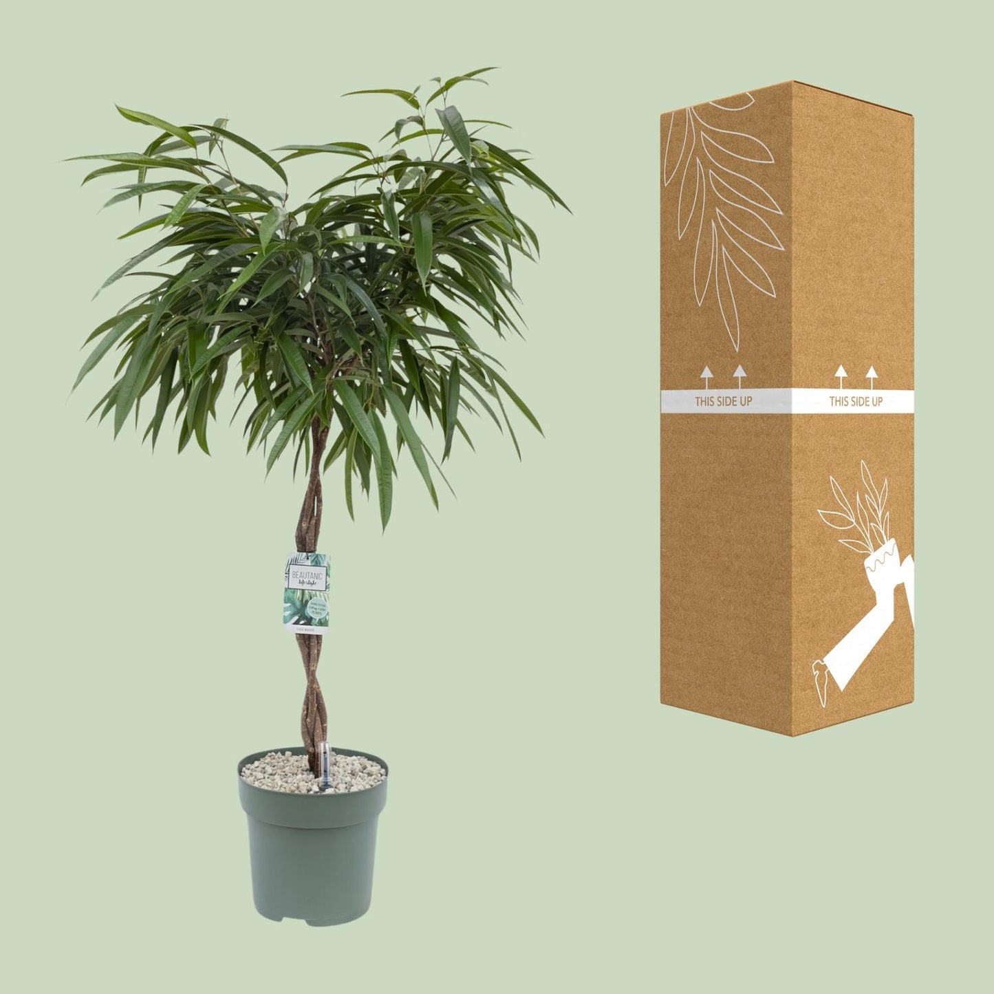 Ficus Mahori - Ø27cm - ↕120cm - Pflanzfix24