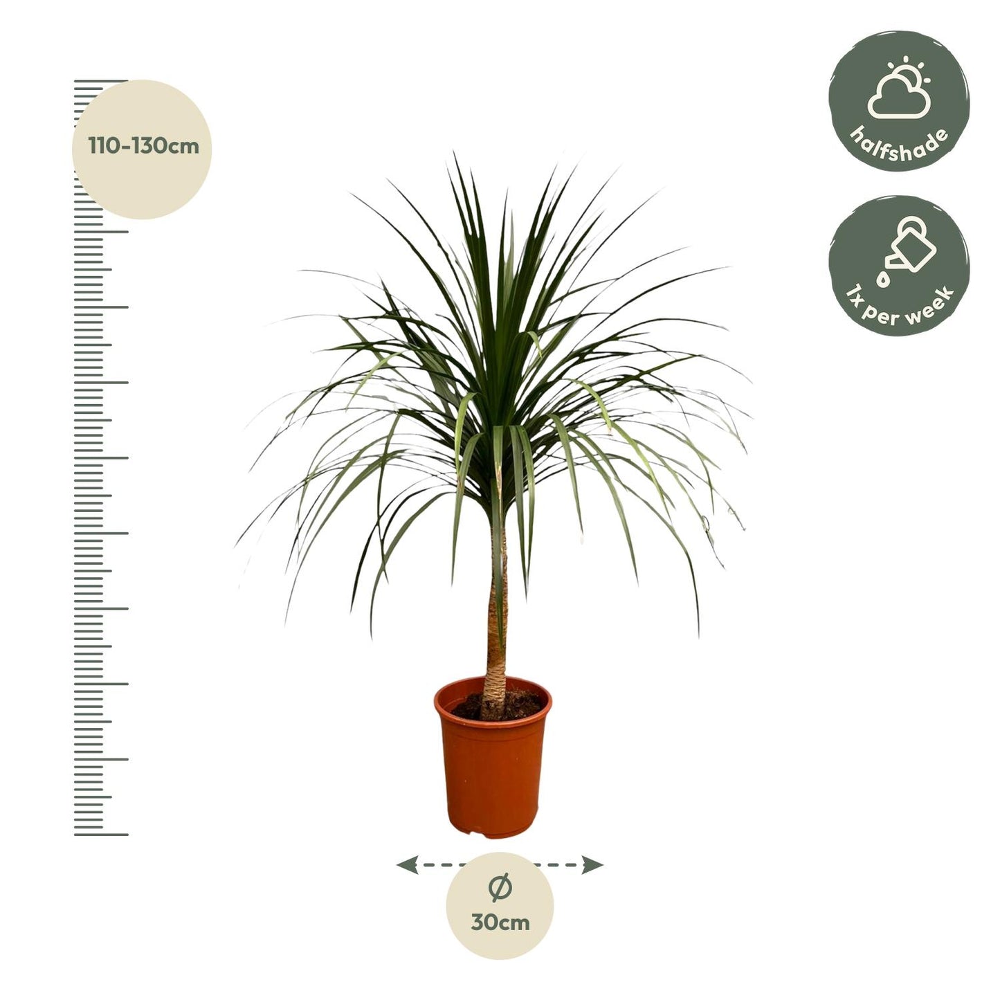 Dracaena Draco - 120cm - ø30 - Pflanzfix24