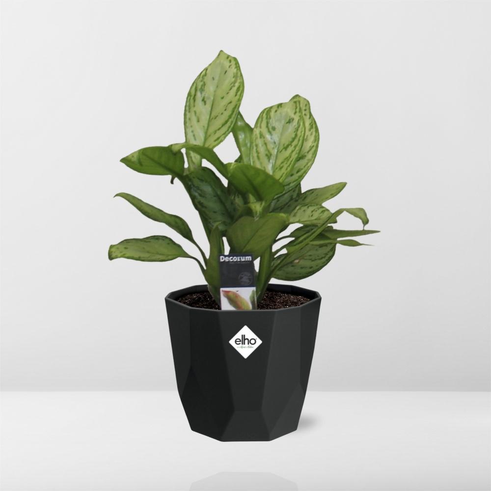 Aglaonema Christina - Pflanzfix24