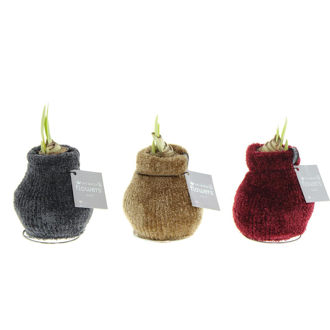 No Water Flowers® Fashionz Cozy Teddy Mix (3er Pack) + Rot Blume - Pflanzfix24