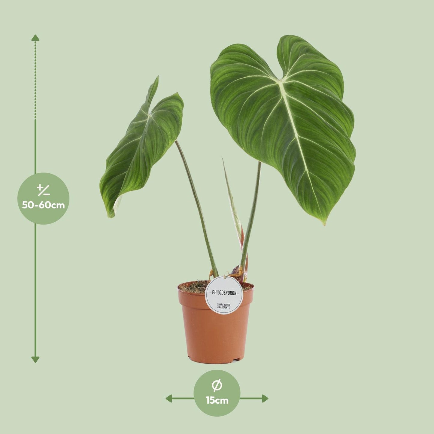 Philodendron Gloriosum – 60cm | Tropisches Laubwunder bei Pflanzfix24