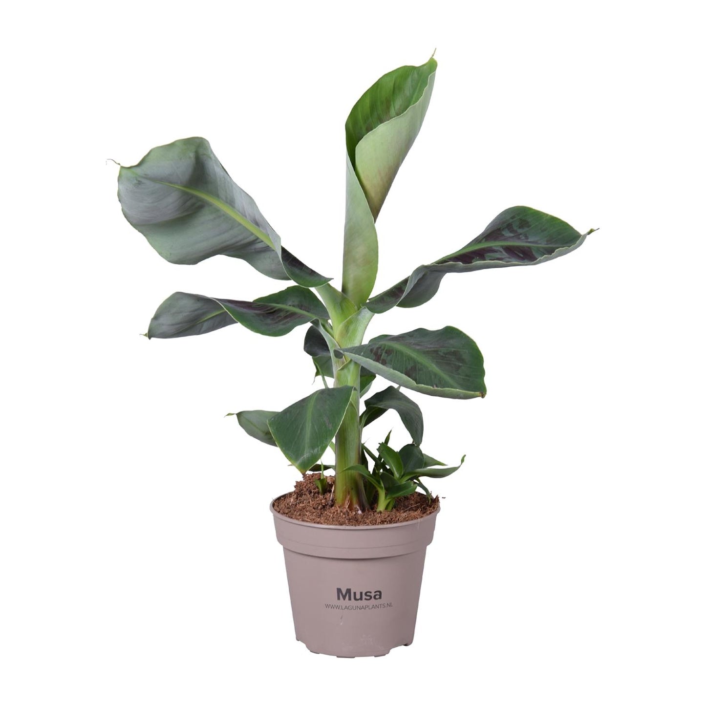 Musa Oriental Dwarf - Ø15cm - ↕45cm - Pflanzfix24