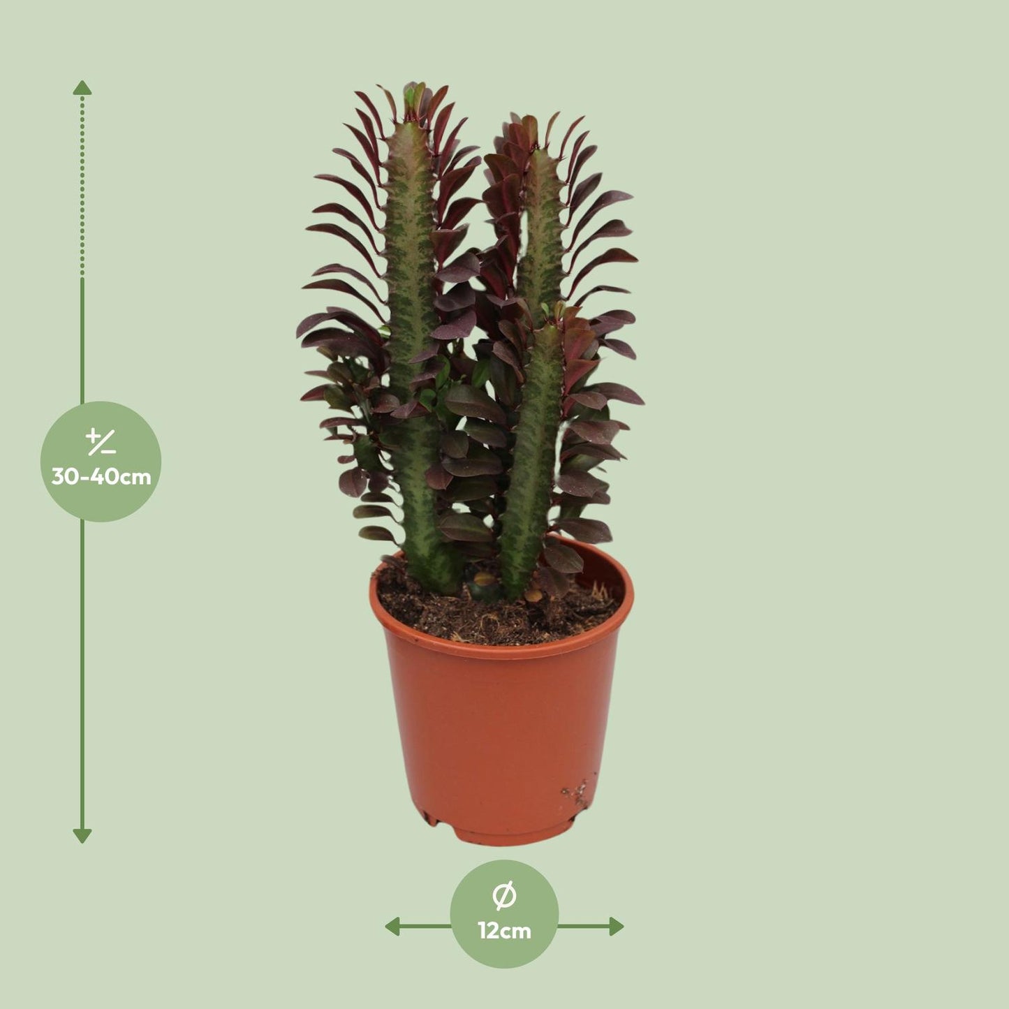 Afrikanischer Milchbaum - Euphorbia Trigona Rubra - Ø12cm - ↕40cm von Pflanzfix24