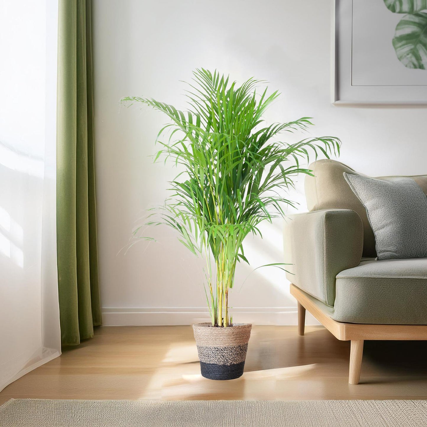 Areca Palm (Dypsis) mit Lissabon-Korb Schwarz - 100cm - Ø21 - Pflanzfix24