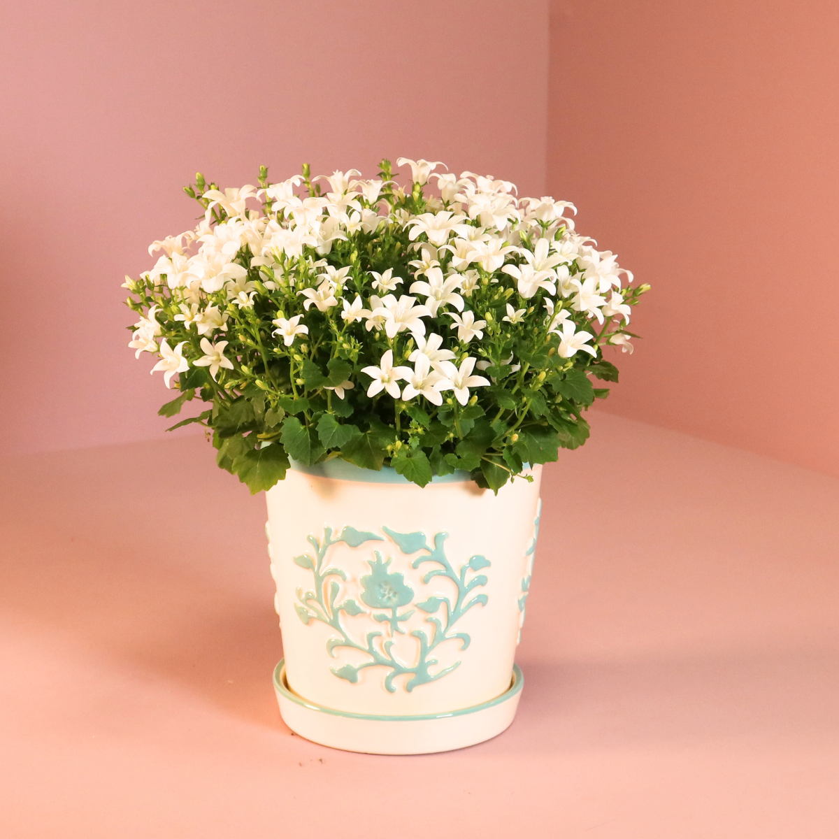 2x Campanula Addenda Ambella White in Malaga-Dekotöpfen - Topfgröße 12 cm - Staude - winterhart - Pflanzfix24