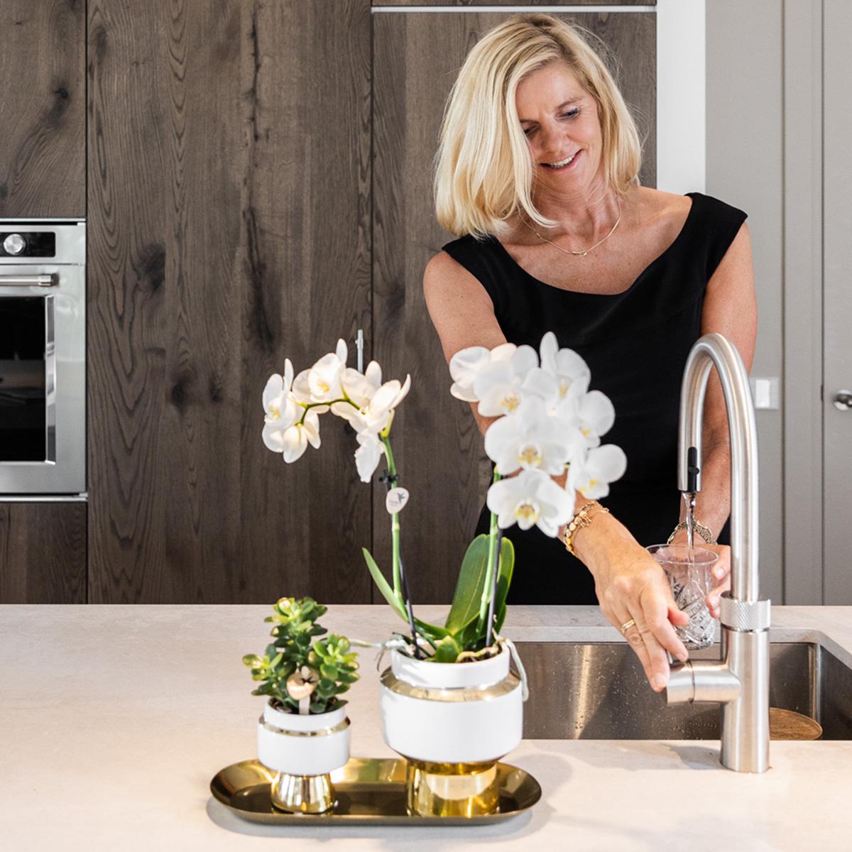 Weiße Orchidee & Sukkulente auf goldenem Tablett – Pflanzfix24.de - Pflanzfix24.de
