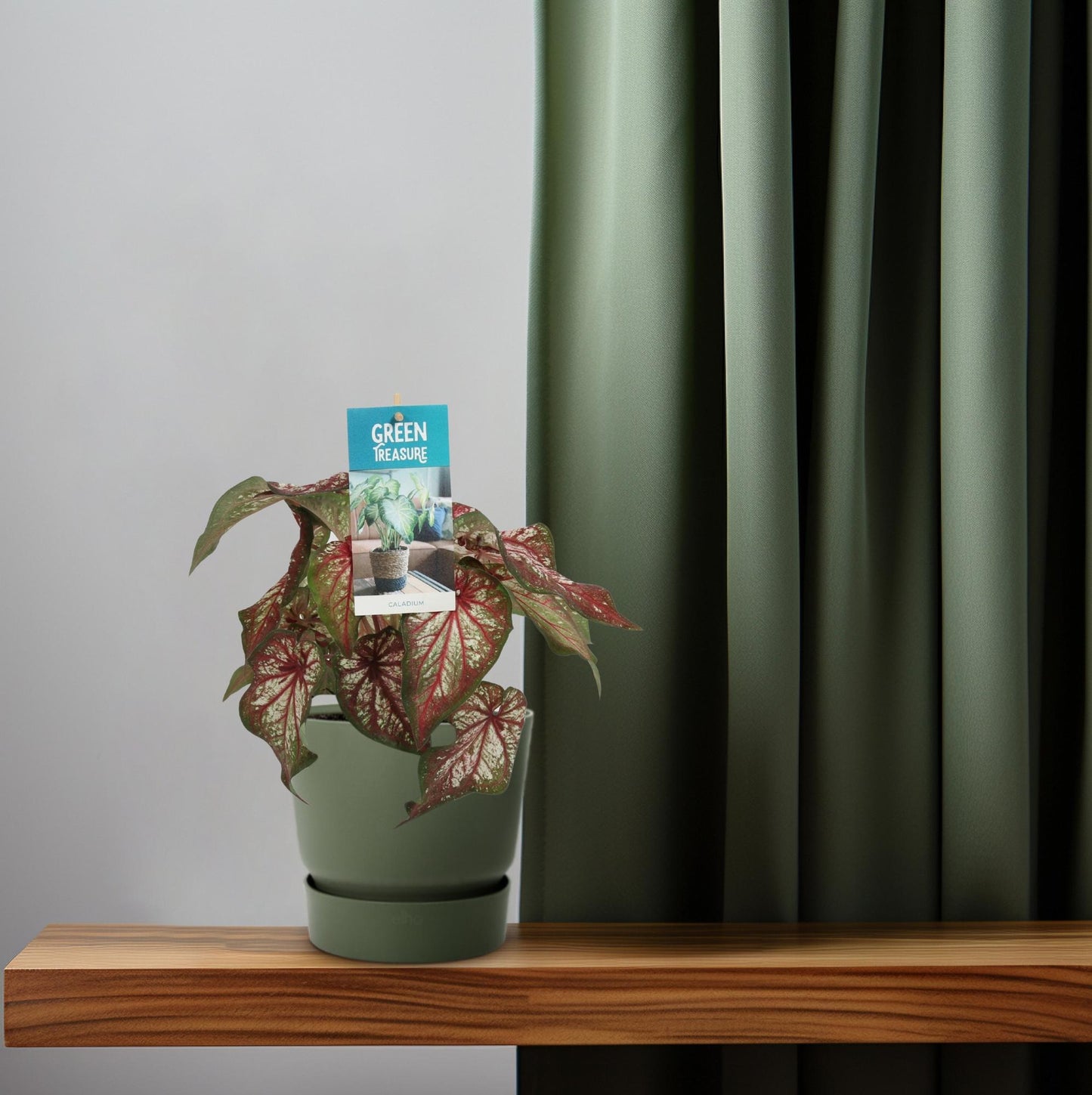 Caladium Bicolor - Engelsschwingen - pflanzfix24