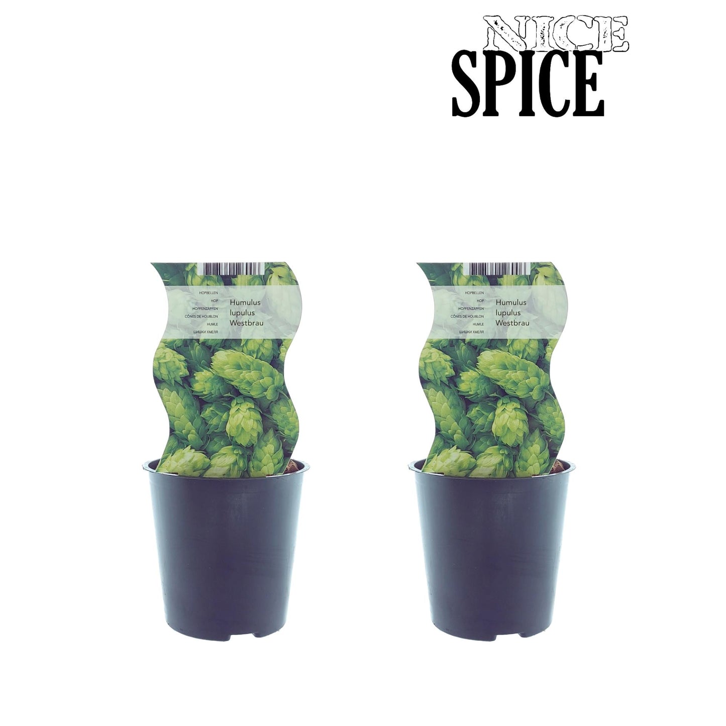 Humulus Westbrau (Hop) - 2 Stücke - Pflanzfix24