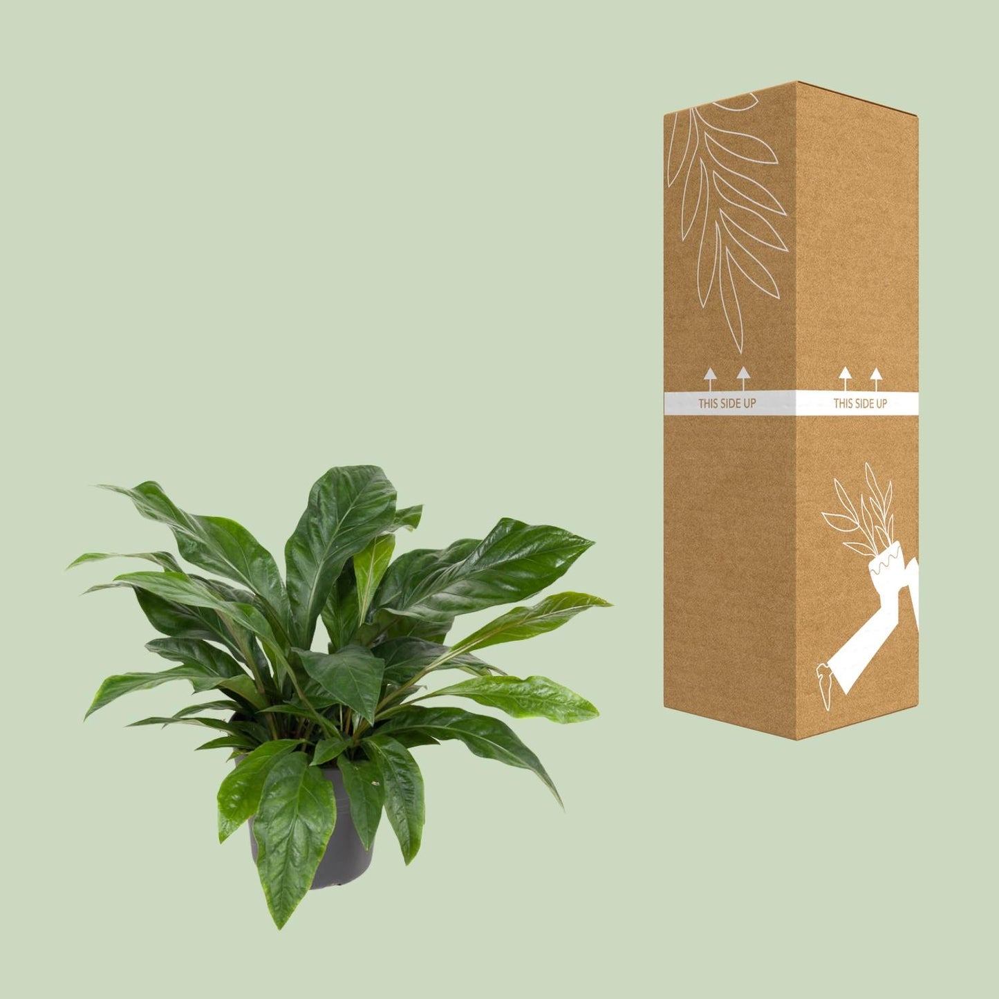 Anthurium Jungle Bush - Ø30cm - ↕70cm bei Pflanzfix24.de - Pflanzfix24.de