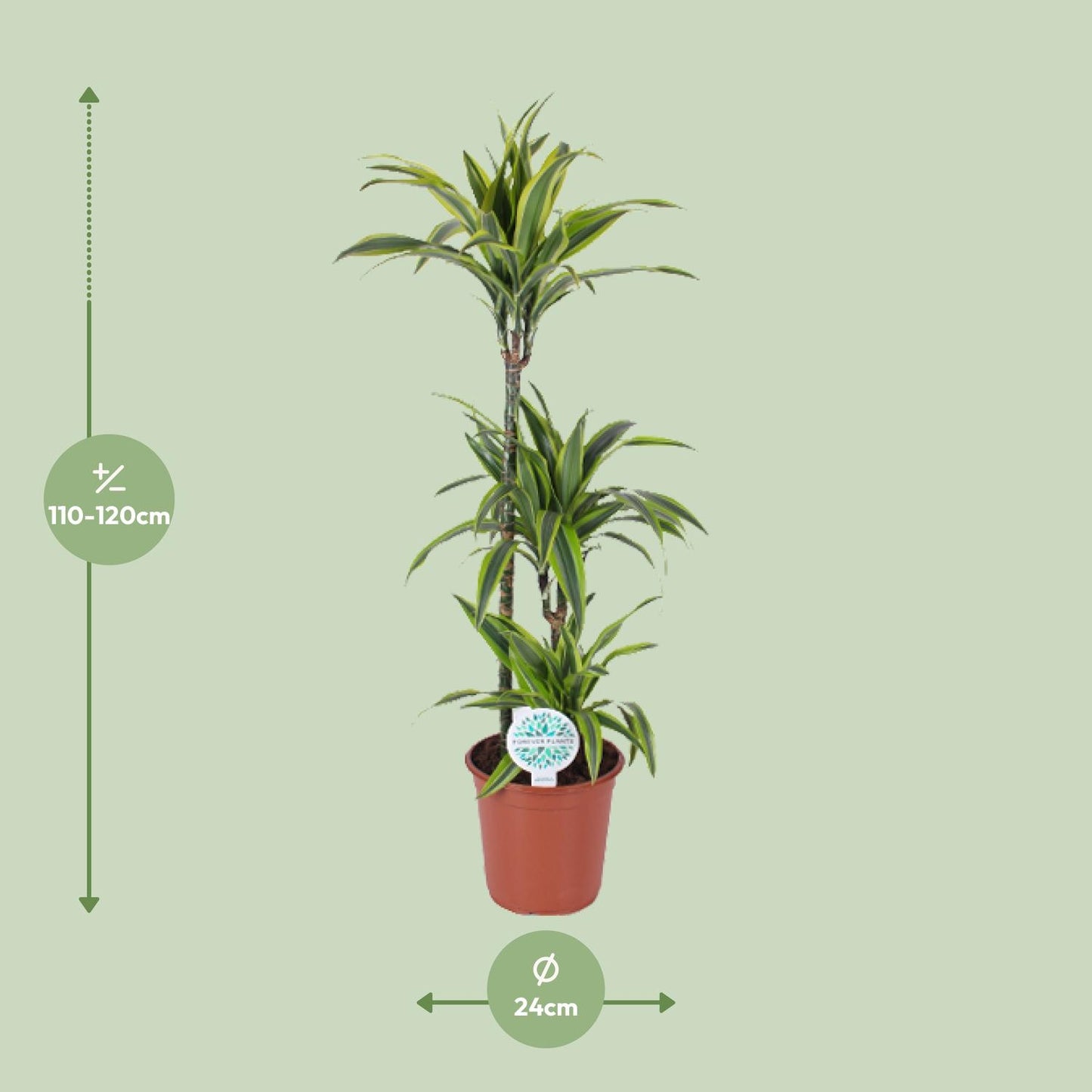 Dracaena Lemon Lime - Ø24cm - ↕120cm - Pflanzfix24