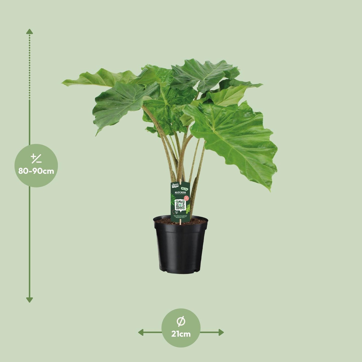 Alocasia Portodora - Ø21cm - ↕80cm bei Pflanzfix24