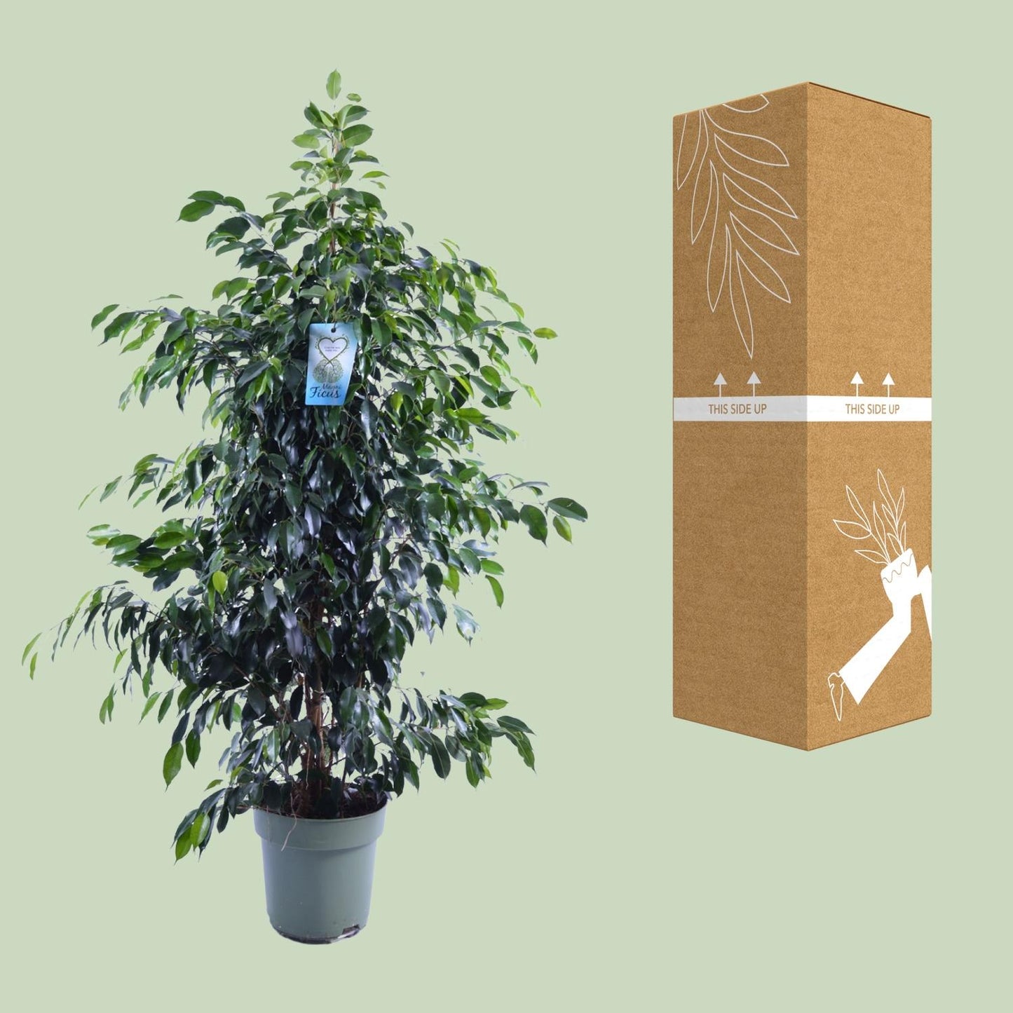 Ficus Benjamina Danielle - Ø27cm - ↕140cm - Pflanzfix24