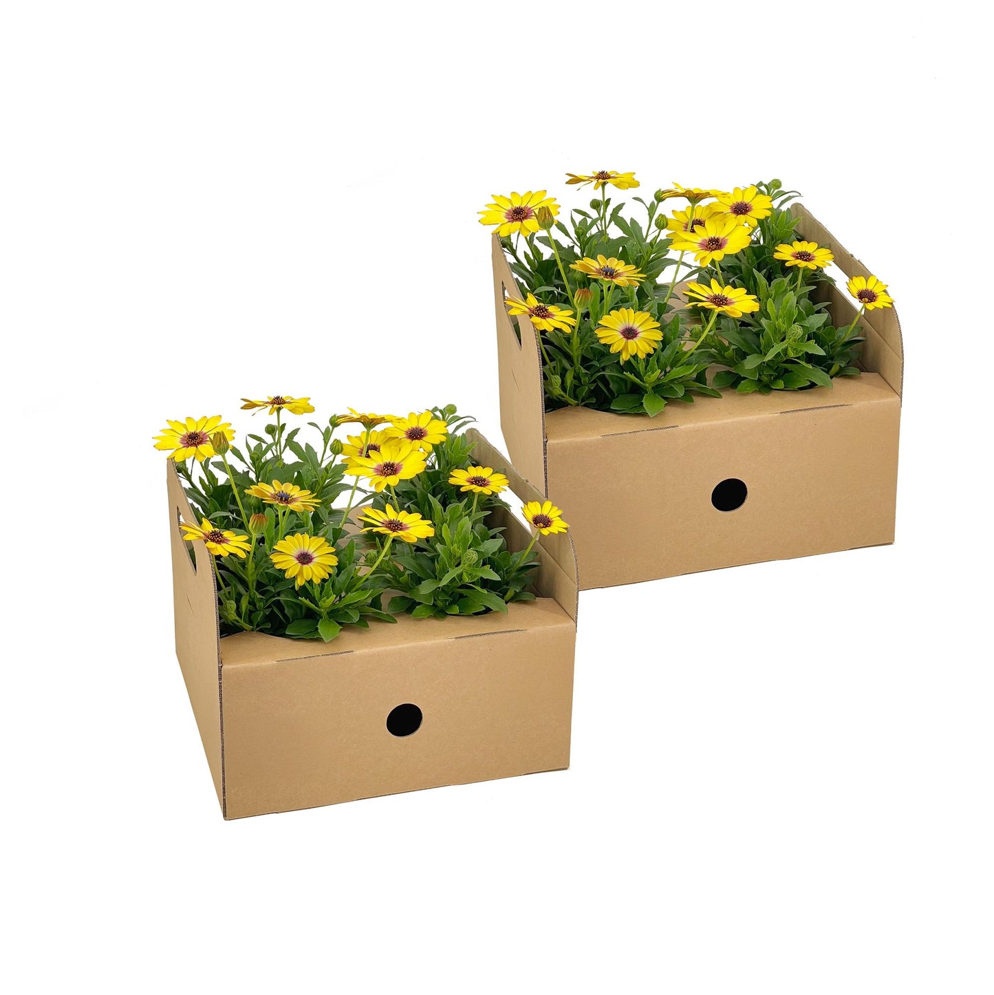 8x Osteospermum ecklonis Gelb Ø12 cm - ↕20 cm - Pflanzfix24