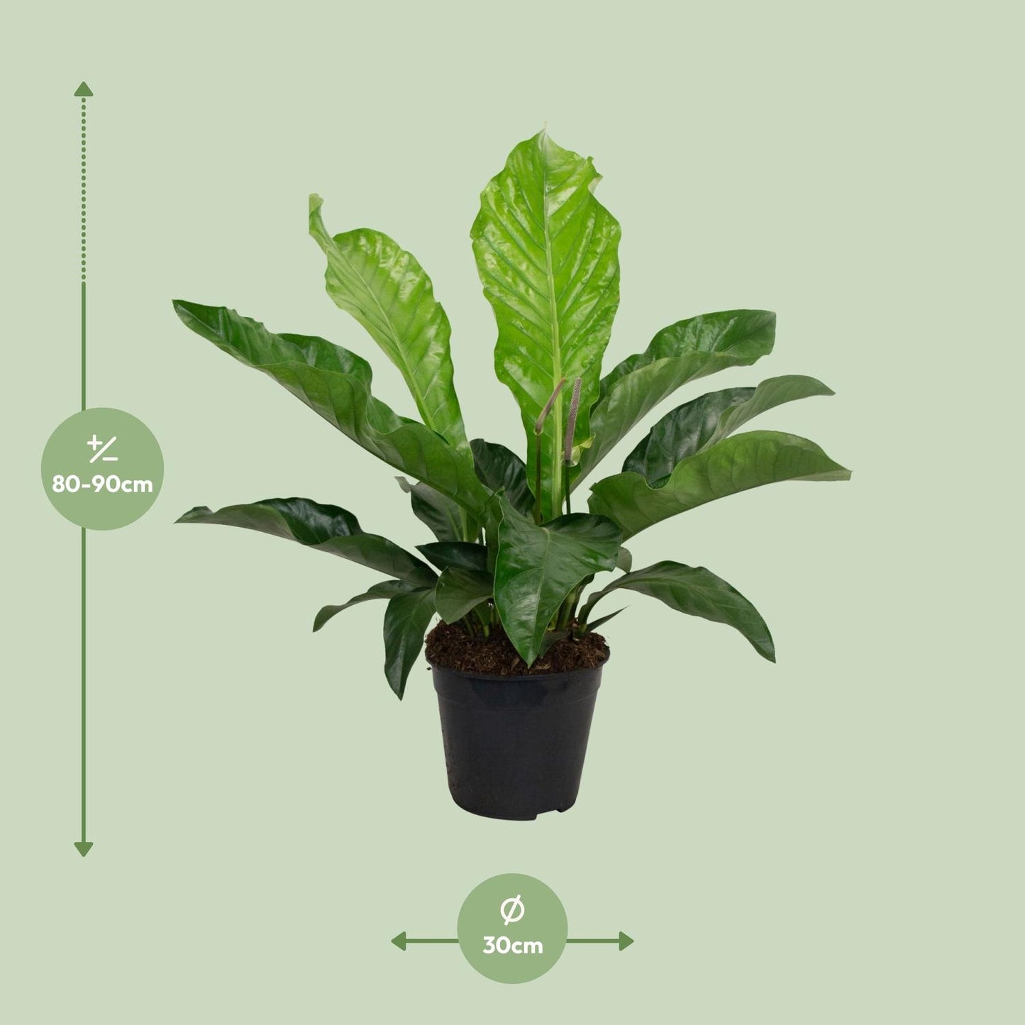 Anthurium KARMA Botanical - Ø30cm - ↕90cm - Pflanzfix24