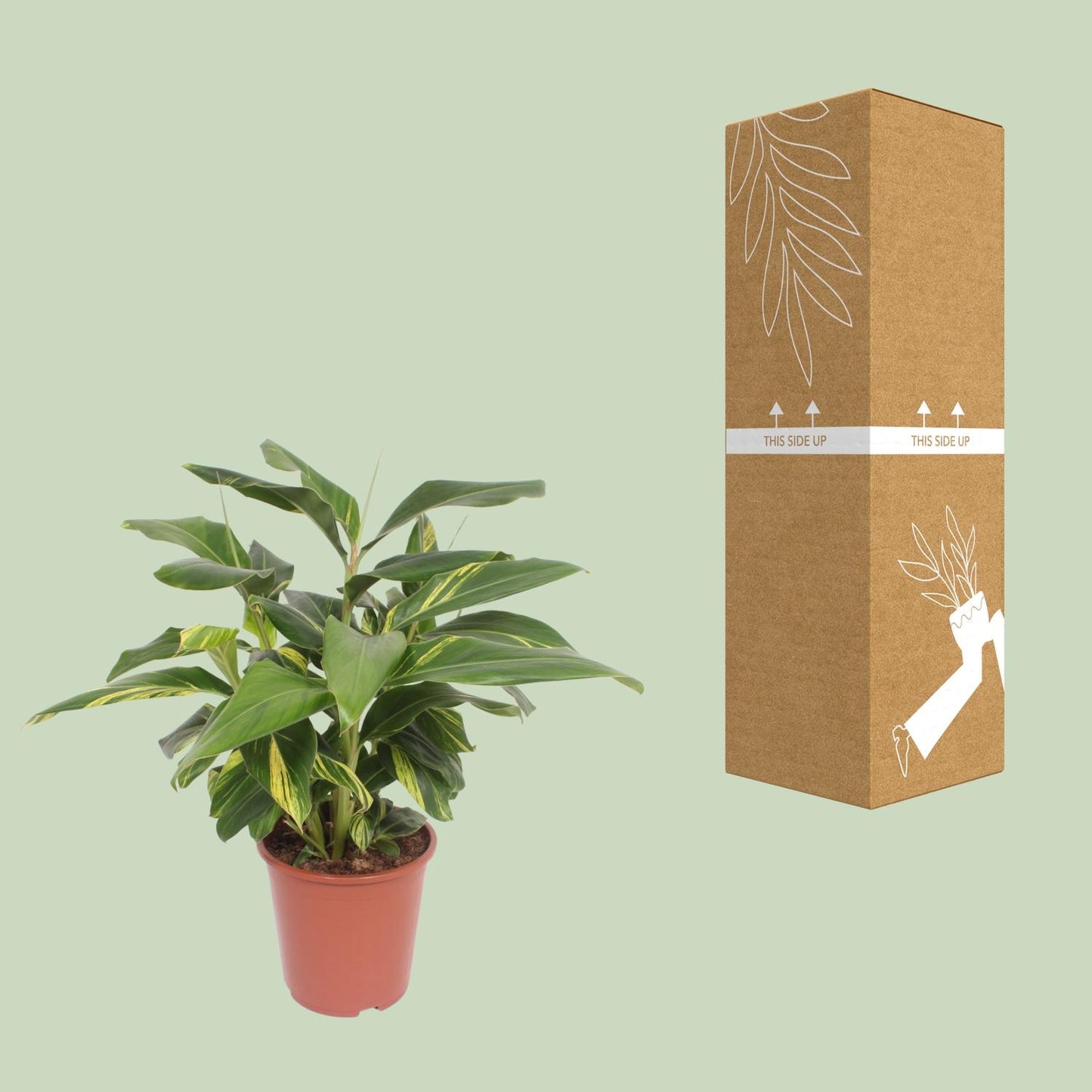 Alpinia Zerumbet Variegata - Ø27cm - ↕80cm - Pflanzfix24