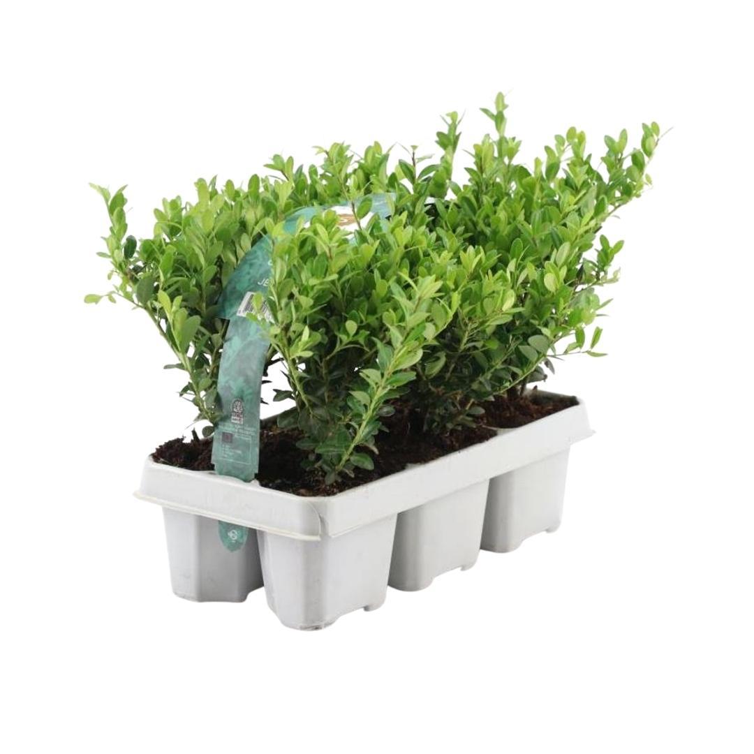 6x Ilex crenata 'Jenny' - 6er Set - 6 x Ø7 cm - ↕15 cm - pflanzfix24