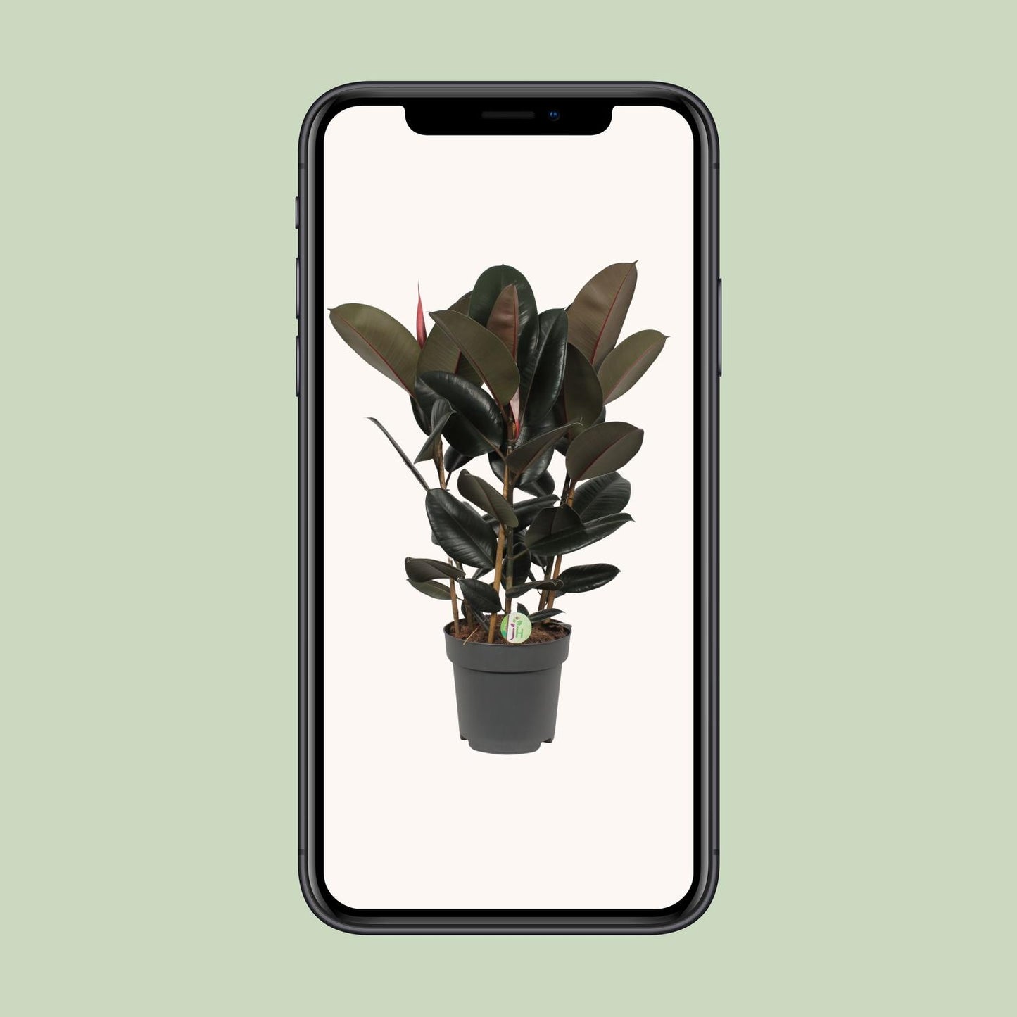 Ficus Abidjan - Ø27cm - ↕90cm - Pflanzfix24.de - Pflanzfix24.de