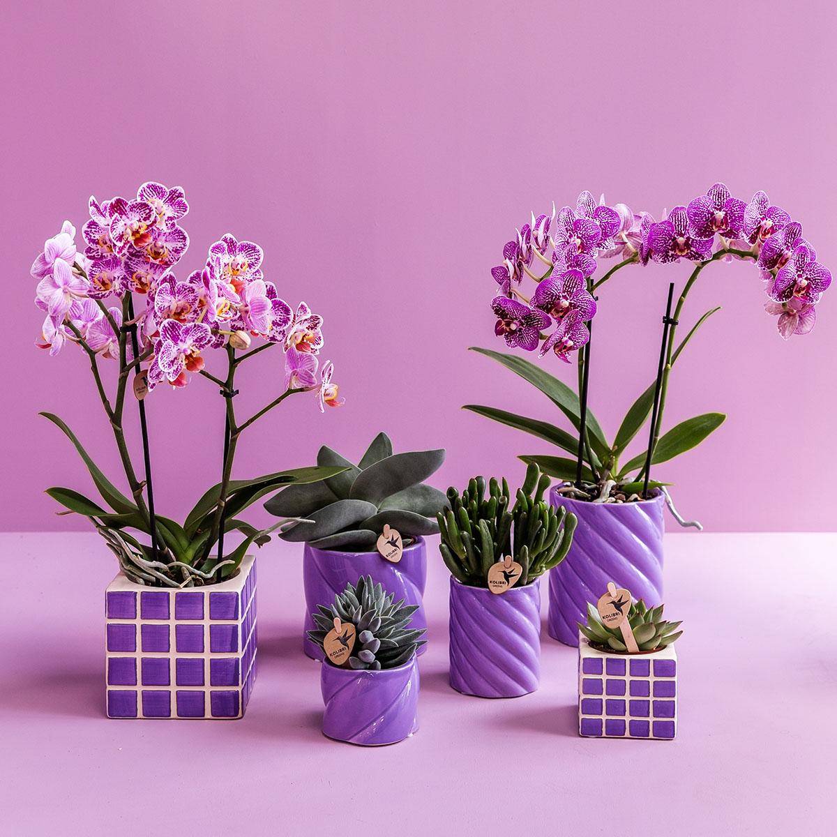 Kolibri Home Mosa Ziertopf Lilac 9cm – pflanzfix24