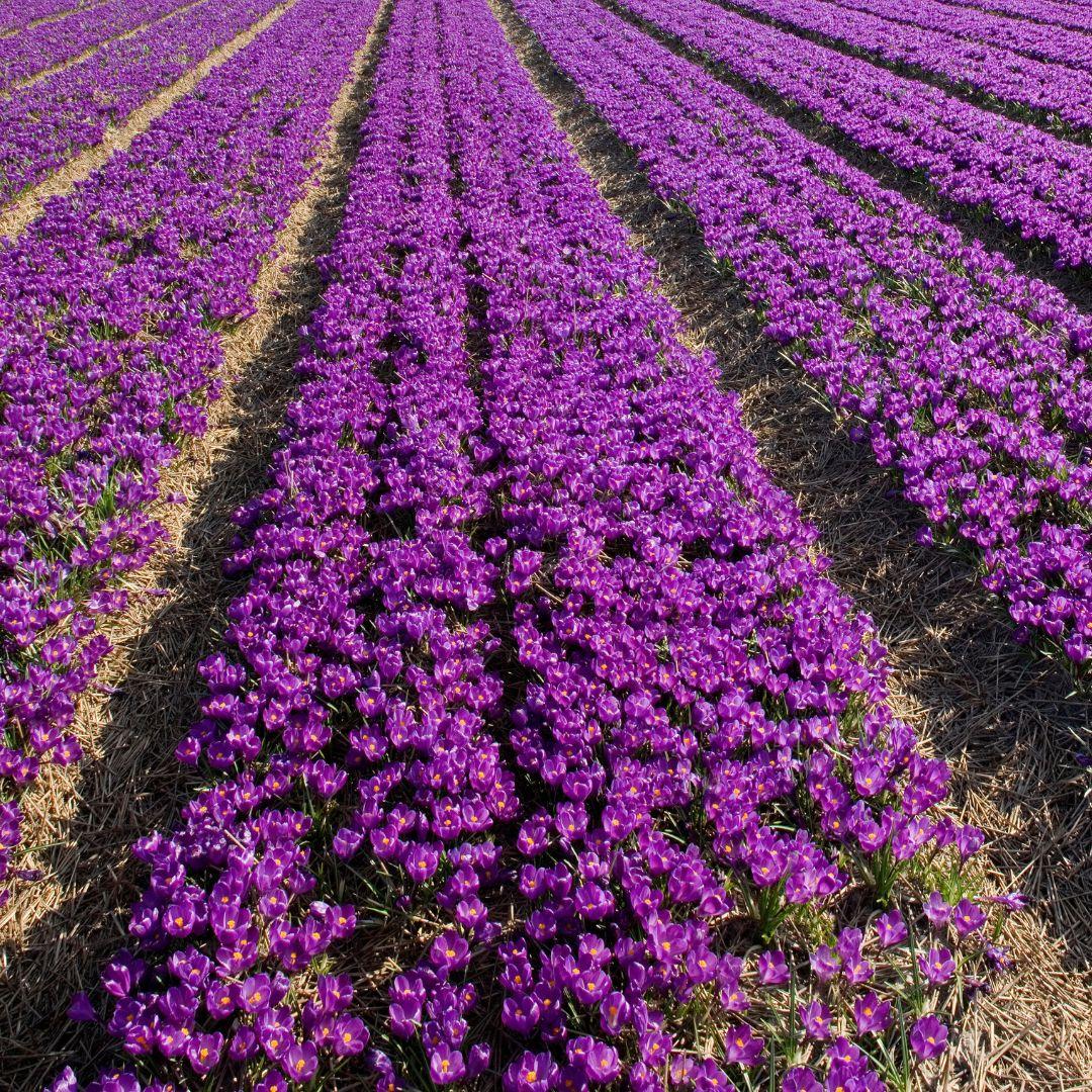 Pflanzfix24 - Krokus 'Flower Record' - 20 Blumenzwiebeln - Größe 8+