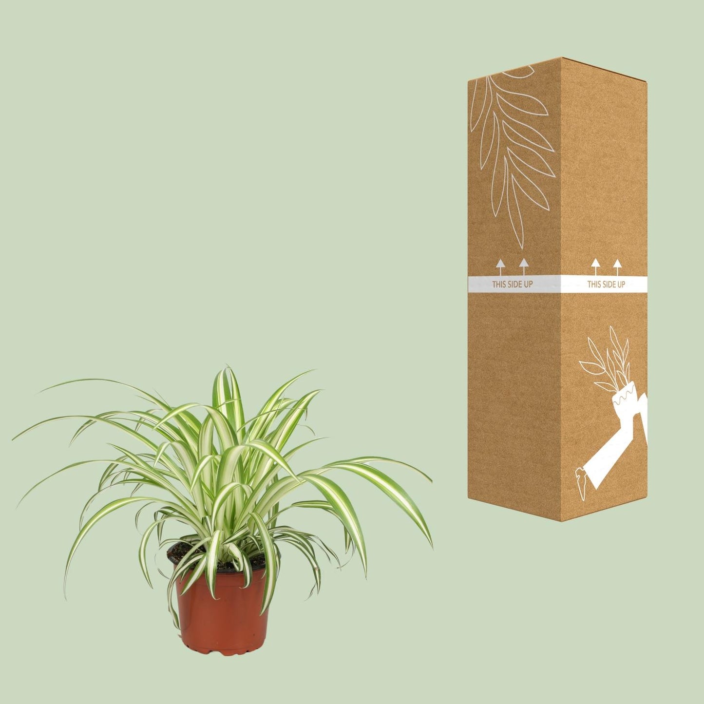 Chlorophytum - Ø12cm - ↕25cm bei Pflanzfix24.de - Pflanzfix24.de