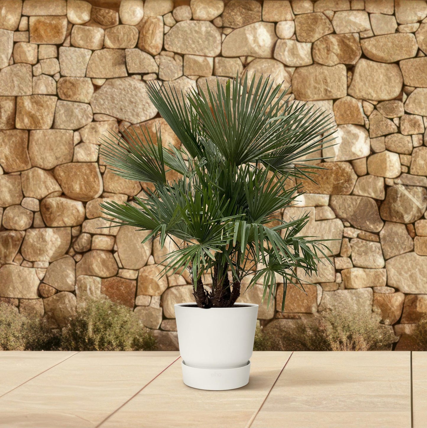 Trachycarpus Multi Stam Palme 230cm – Exotisch & Robust | Pflanzfix24.de - Pflanzfix24.de