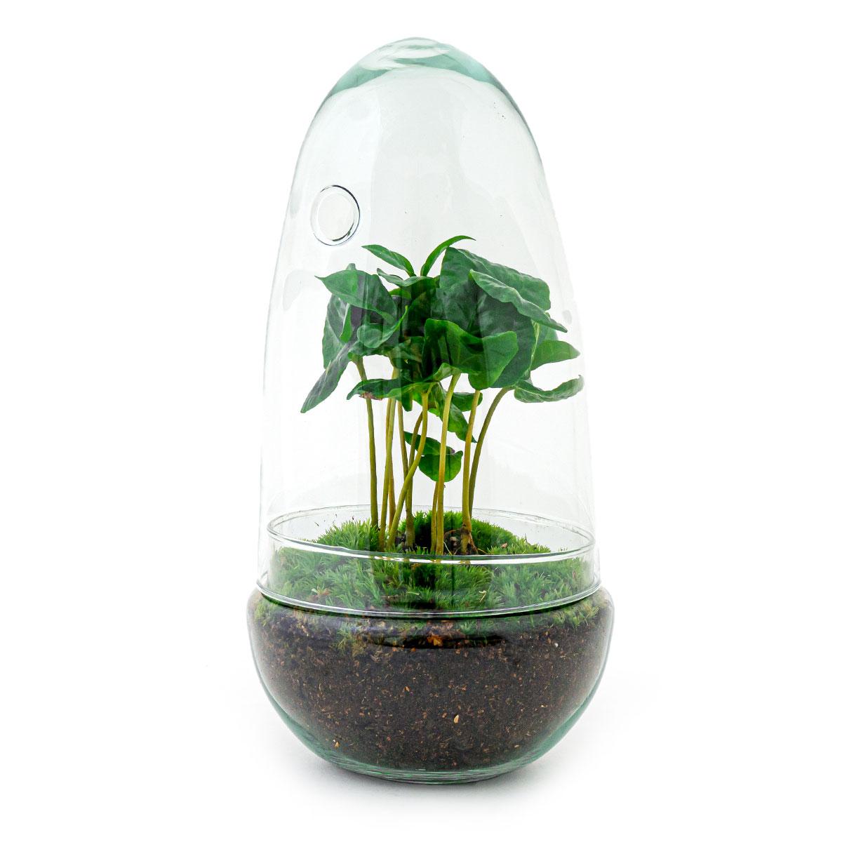 Flaschengarten - Egg Coffea Arabica - Pflanzfix24.de - Pflanzfix24.de