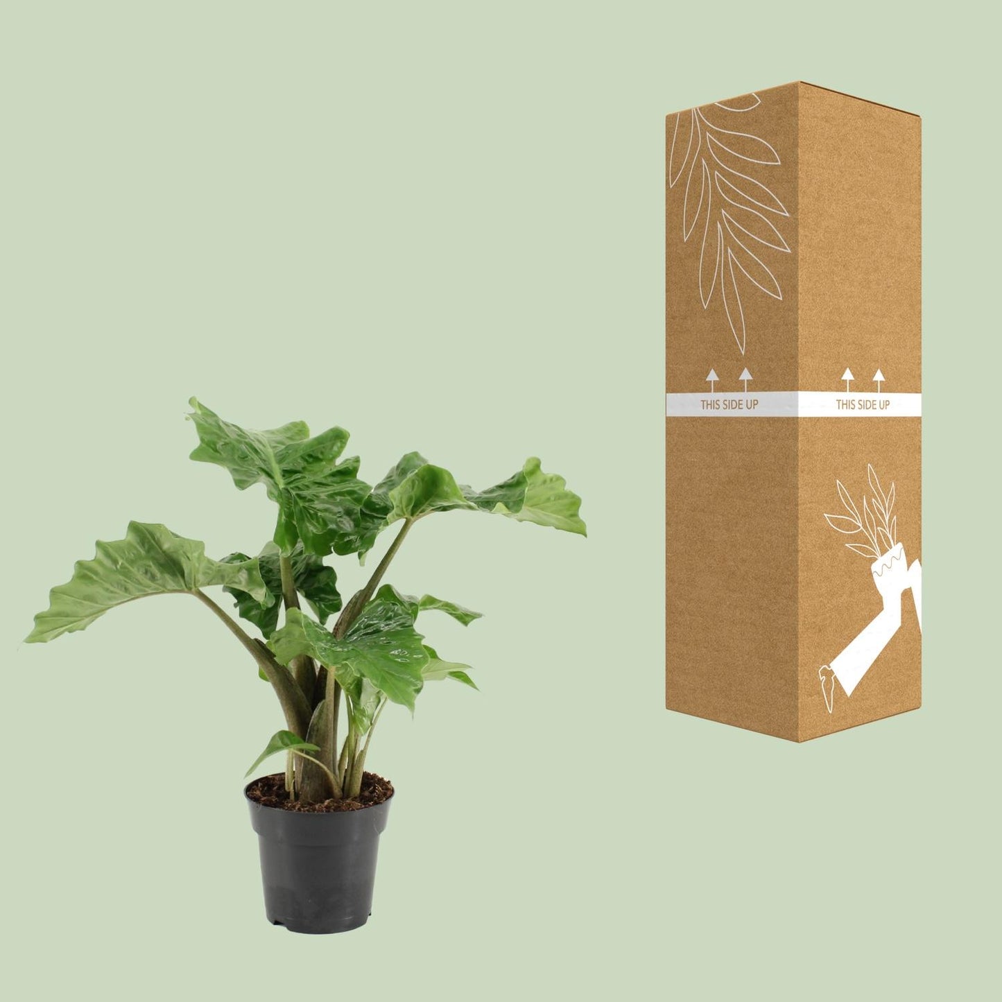 Alocasia Low Rider - Ø17cm - ↕50cm - Pflanzfix24