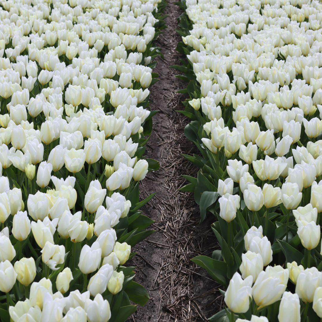 Flowerbulbs Amsterdam - Purissima - 15 Blumenzwiebeln - Größe 12+ - Pflanzfix24