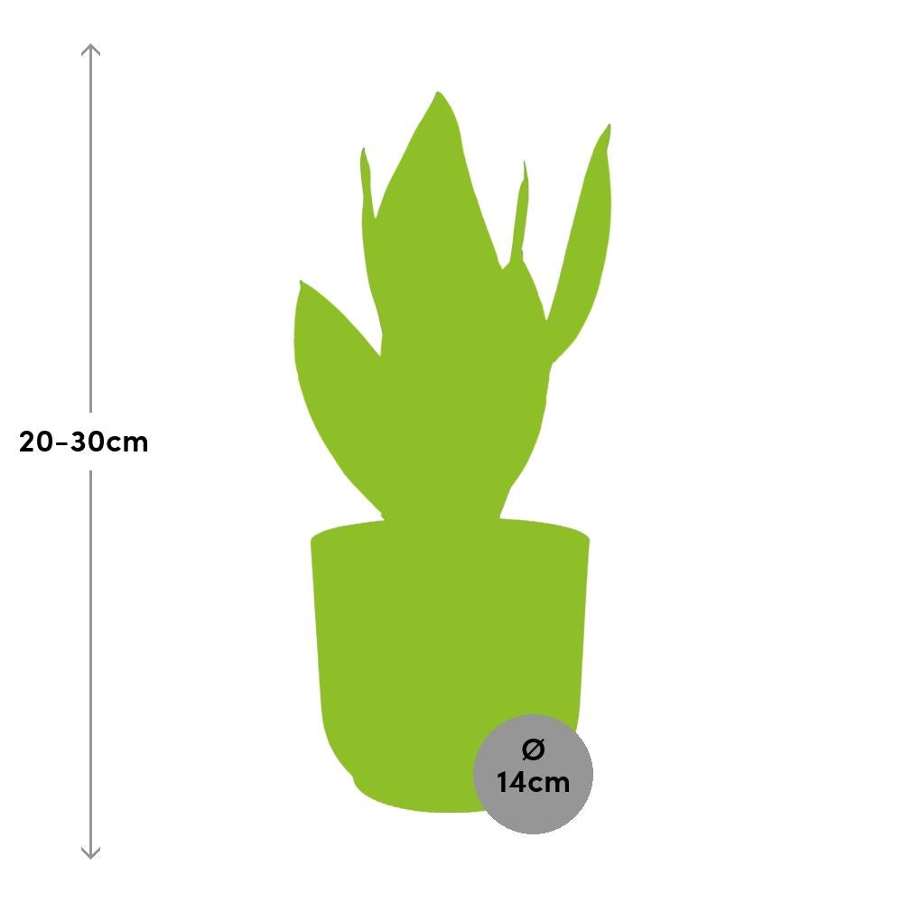 Sansevieria Futura Superba rosa 14cm – Schwiegermutterzunge | Pflanzfix24