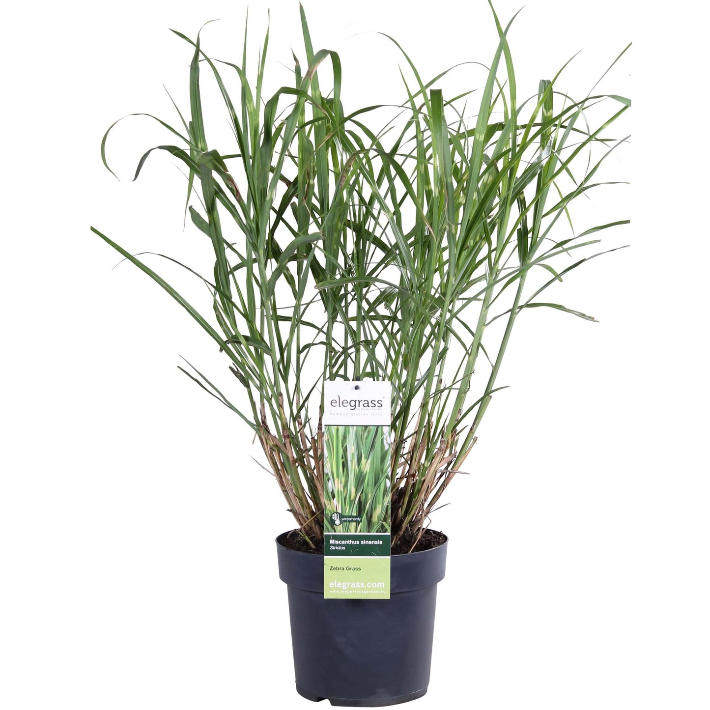 Miscanthus sinensis Strictus Zebra Gras Ø23cm | Pflanzfix24.de - Pflanzfix24.de