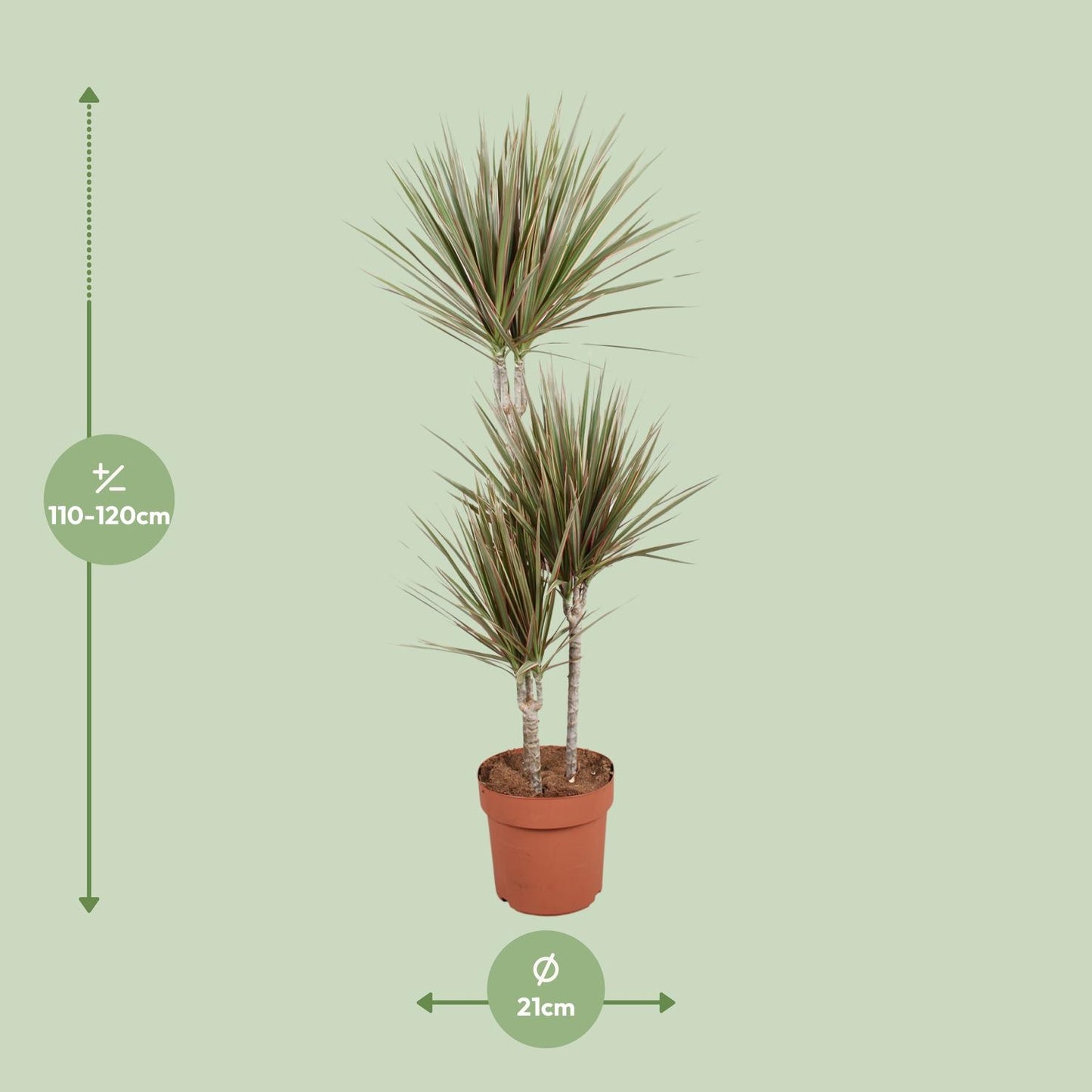Dracaena Bicolor - Ø21cm - ↕120cm - pflanzfix24