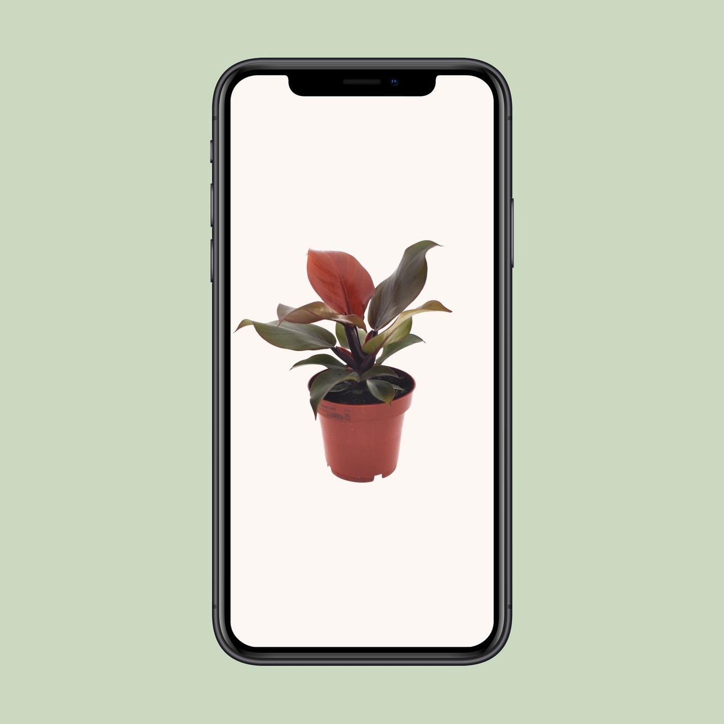Philodendron Imperial Red - Ø12cm - ↕25cm - Pflanzfix24