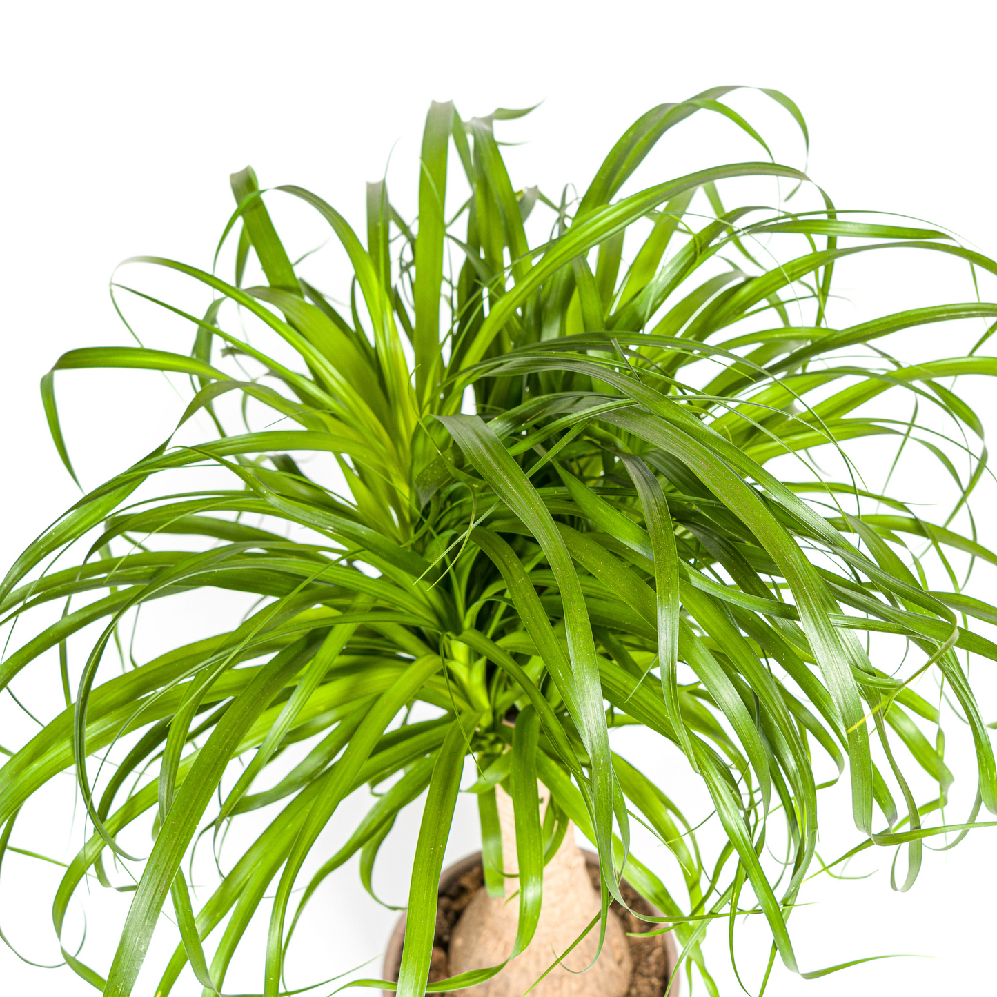 Beaucarnea Recurvata Stamm Ø21cm - ↕60 - 80cm von Pflanzfix24.de - Pflanzfix24.de