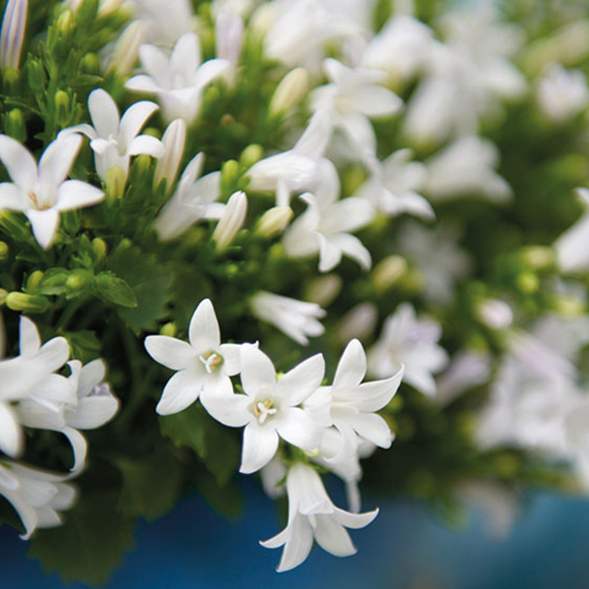 2x Campanula Addenda Ambella White in Malaga-Dekotöpfen - Topfgröße 12 cm - Staude - winterhart - Pflanzfix24
