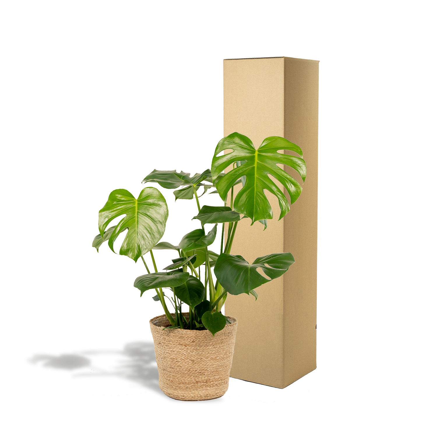 Monstera Deliciosa Zimmerpflanze mit Körbchen - Pflanzfix24